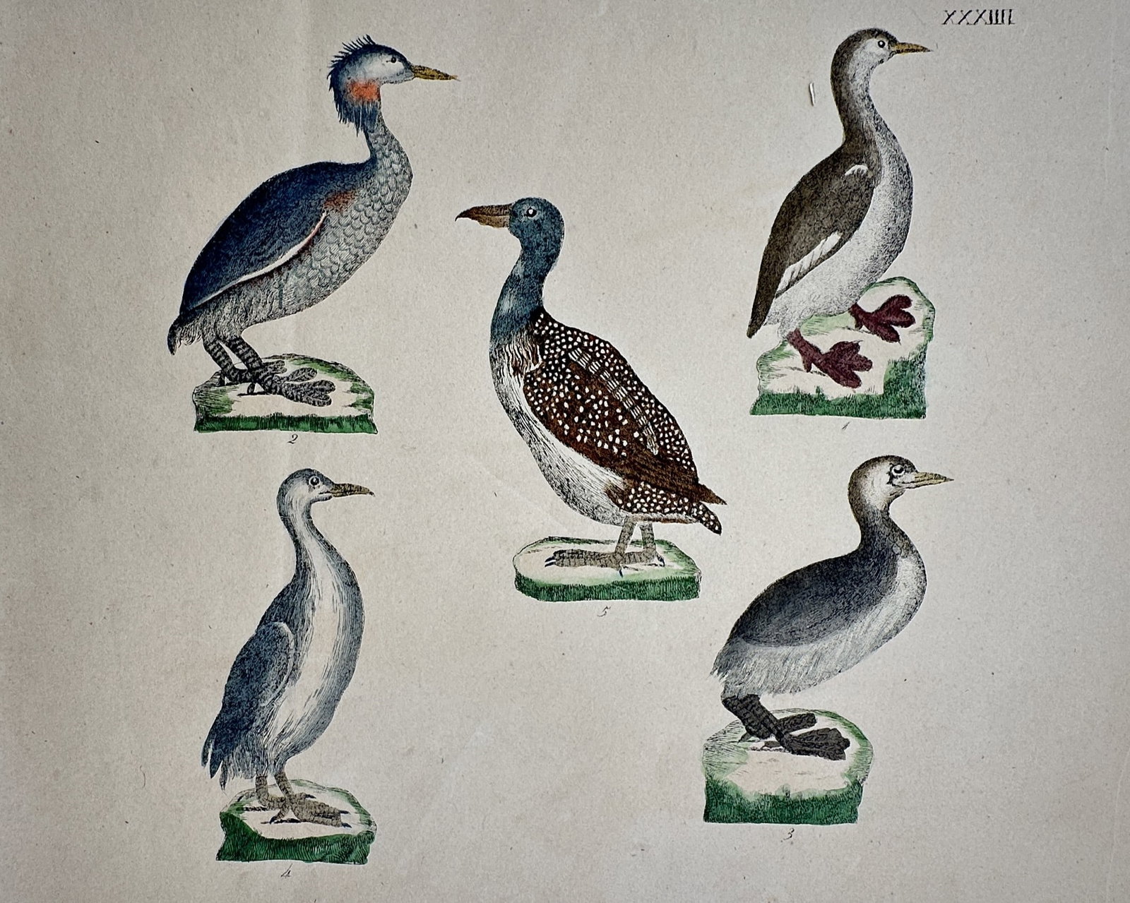 Friedrich Justin Bertuch – View of Various Waterfowl – Hand-coloured engraving (1790–1830): "Various Waterfowl" This zoological print illustrates five distinct species of waterfowl, including divers and grebes, each shown in profile standing on individual grassy mounds. The work is from the 