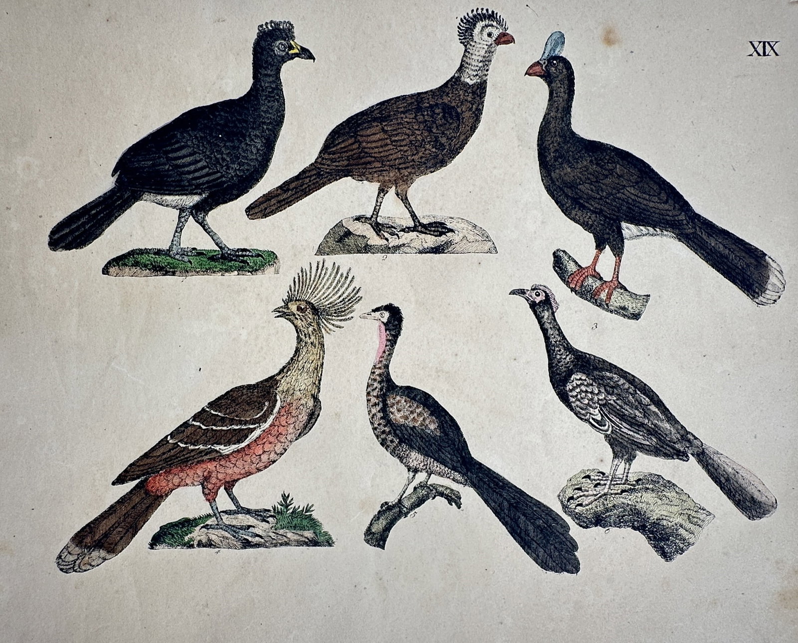Friedrich Justin Bertuch – View of Various Exotic Birds – Hand-coloured engraving (1790–1830): "Various Exotic Birds" This zoological print, identified as IMG_4659.jpg, illustrates six species of exotic birds, including curassows and guans, depicted in profile while perched on branches or small