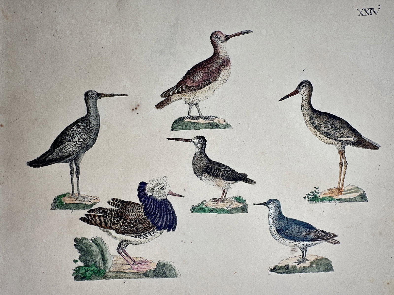 Friedrich Justin Bertuch – View of Various Wading Birds – Hand-coloured engraving (1790–1830): "Various Wading Birds" This zoological print illustrates six distinct species of wading birds, including sandpipers and ruffs, each depicted in profile on small grassy mounds or rocky outcrops. The wo