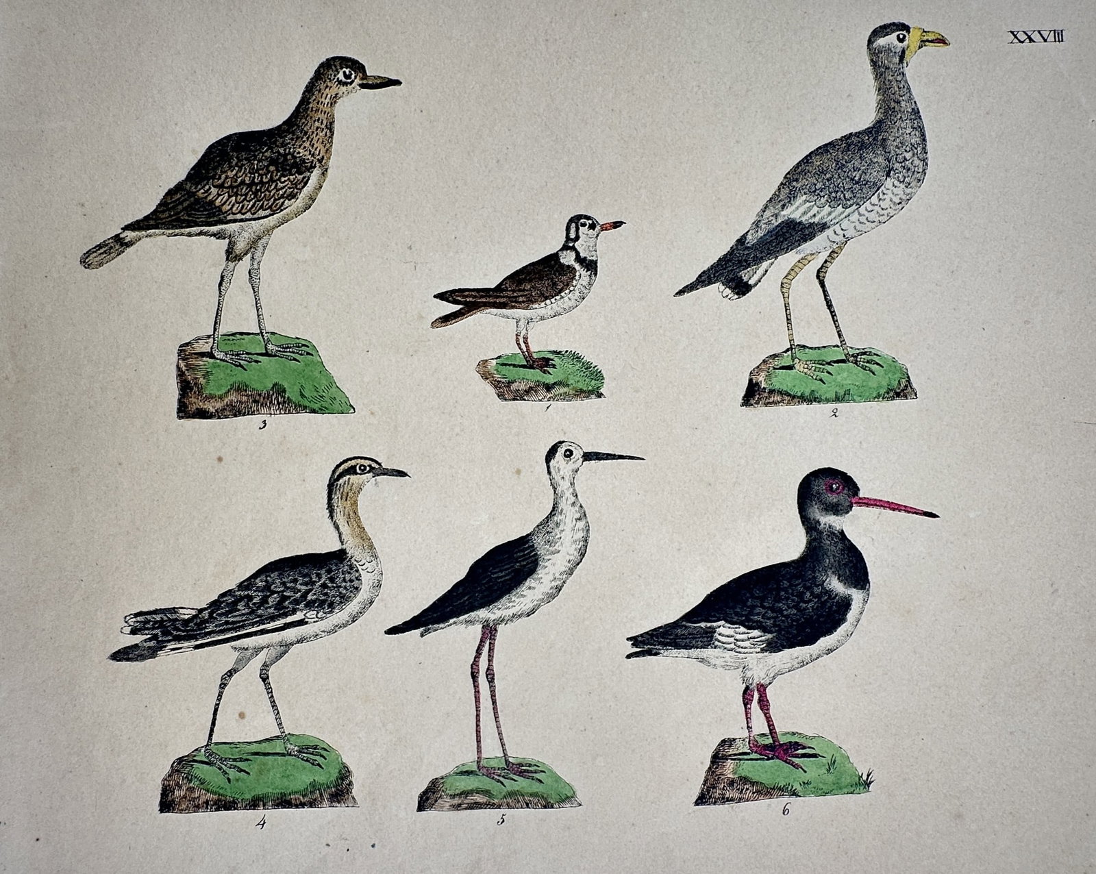 Friedrich Justin Bertuch – View of Various Shorebirds – Hand-coloured engraving (1790–1830): "Various Shorebirds" This zoological print illustrates six species of shorebirds, including plovers and stilts, shown in profile standing on individual grassy mounds. The work is from the Bilderbuch f