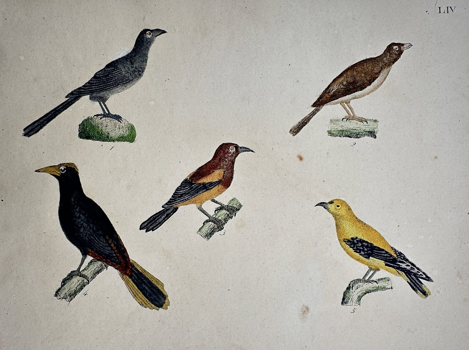 Friedrich Justin Bertuch – View of Various Perching Birds – Hand-coloured engraving (1 of 2)