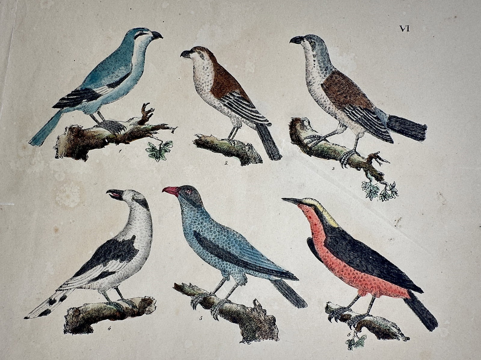 Friedrich Justin Bertuch – View of Various Perching Birds – Hand-coloured engraving: "Various Perching Birds" This zoological print illustrates six distinct species of passerine birds, including specimens with blue, reddish, and patterned plumage, each depicted in profile while perche