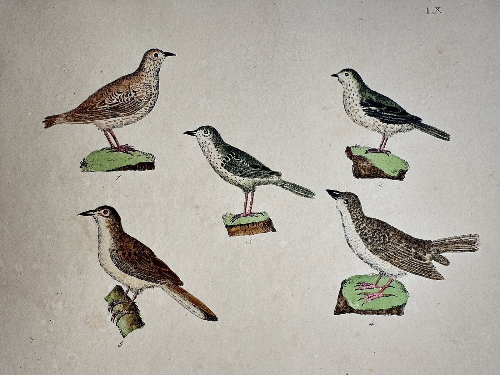 Friedrich Justin Bertuch – View of Various Songbirds – Hand-coloured engraving (1790–1830): "Various Songbirds" This zoological print illustrates five species of small songbirds, including specimens with speckled and brown plumage, each depicted in profile while perched on individual mossy m