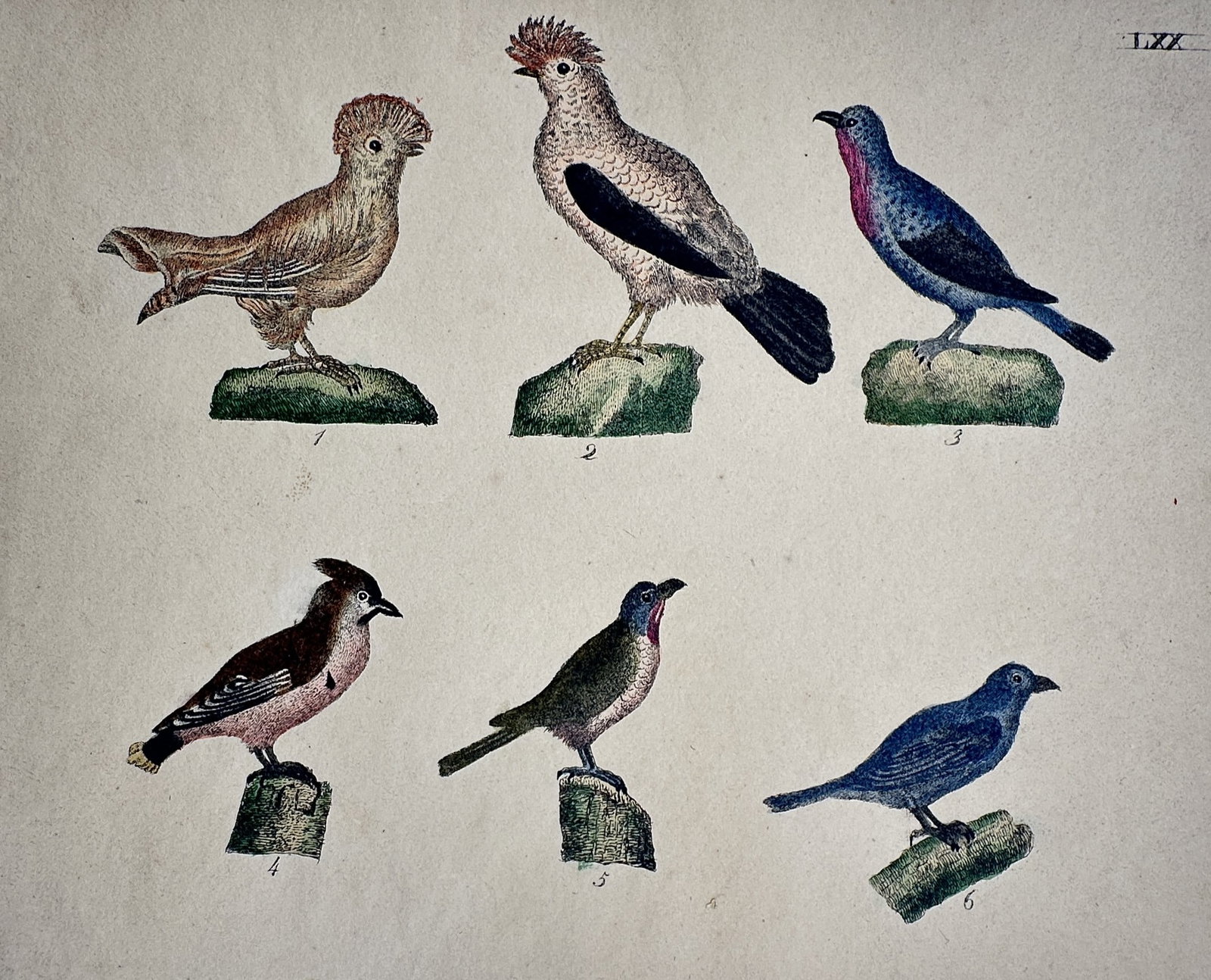Friedrich Justin Bertuch – View of Various Exotic Cotingas and Perching Birds: "Various Exotic Cotingas and Perching Birds" This zoological print illustrates six species of exotic birds, including cotingas with prominent crests and vibrant plumage, each depicted in profile while