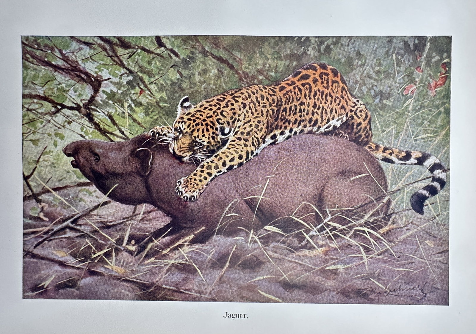 Richard Lydekker (1849–1915) – View of a Jaguar Attacking a Tapir – Hand-coloured engraving (1 of 2)