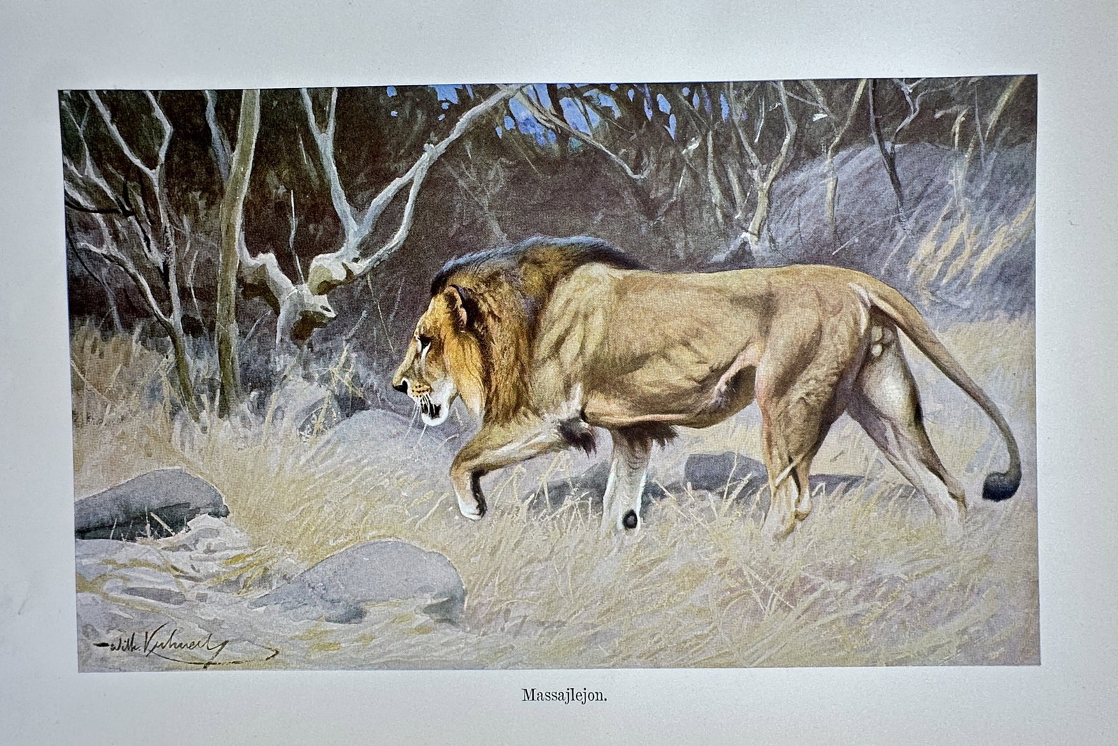 Richard Lydekker (1849–1915) – View of a Masai Lion – Hand-coloured engraving (1893–1896): "Massailejon" This natural history print depicts a male Masai lion walking through a scrubland environment with rocky terrain. The work is from The Royal Natural History, also known as The New Natural