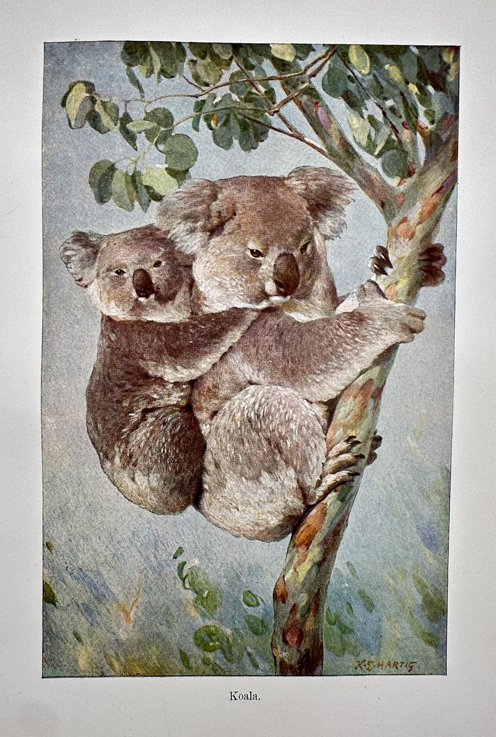 Richard Lydekker (1849–1915) – View of a Koala with Joey – Hand-coloured engraving: "Koala" This natural history print depicts an adult koala clinging to a eucalyptus tree branch with a young joey on its back. The work is from The Royal Natural History, also known as The New Natural 