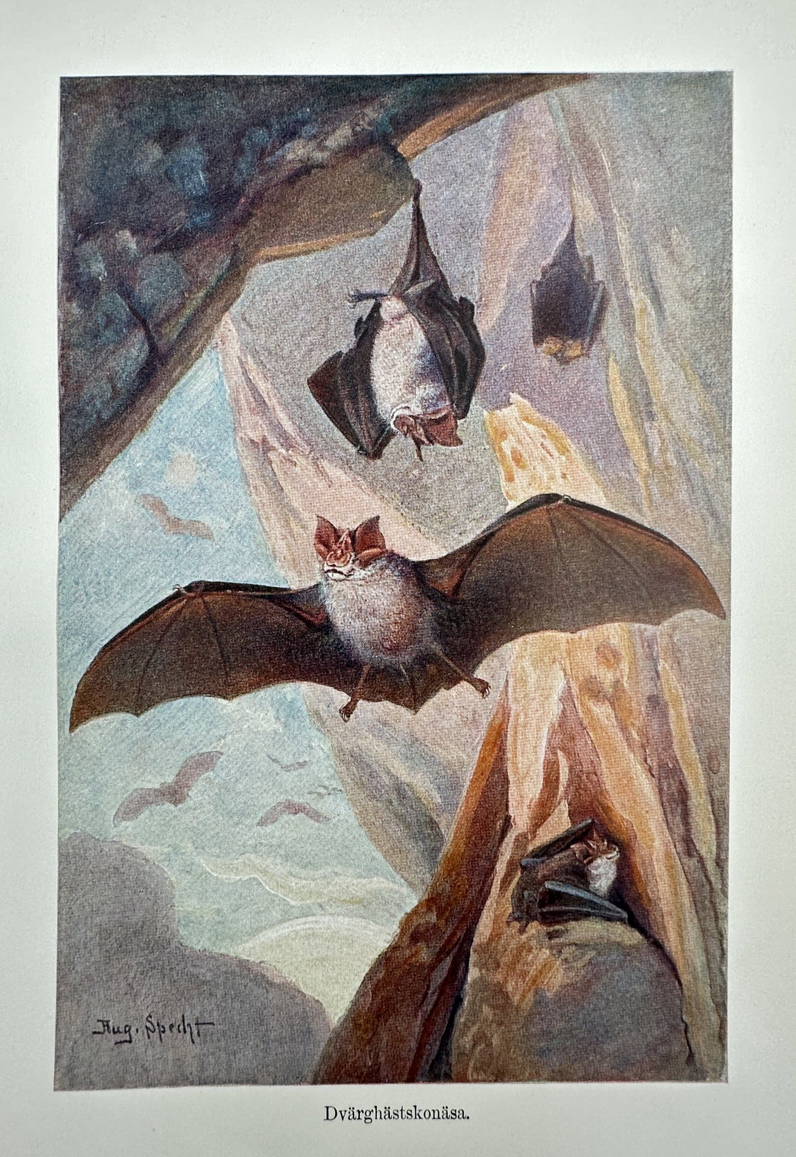 Richard Lydekker (1849–1915) – View of Horseshoe Bats – Hand-coloured engraving (1893–1896): "Dvarghastskonasa" This natural history print depicts several horseshoe bats within a rocky cave environment, with one specimen in flight and others roosting from the ceiling and crevices. The work is