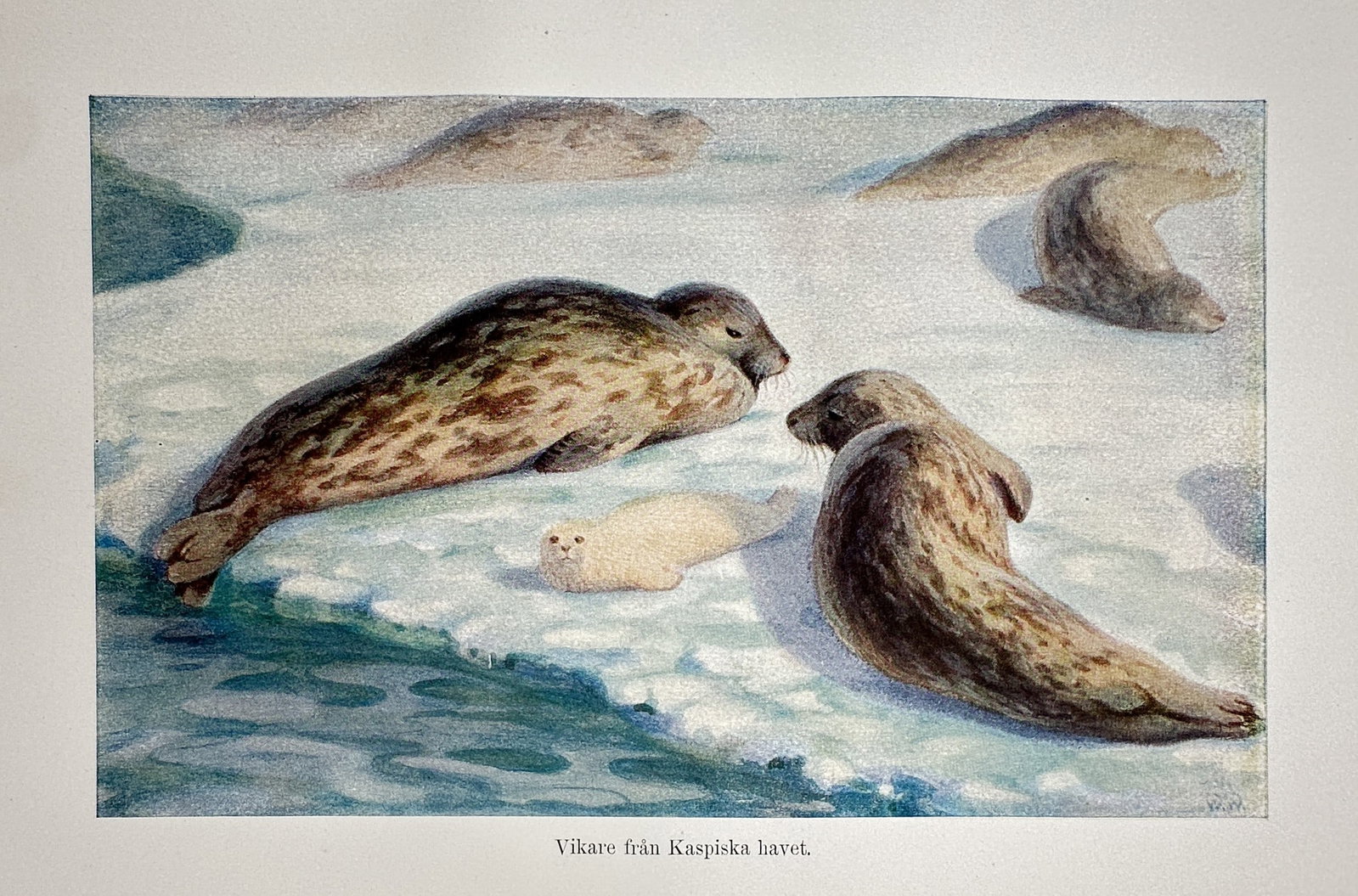 Richard Lydekker (1849–1915) – View of Caspian Seals on Ice – Hand-coloured engraving: "Vikare från Kaspiska havet" This natural history print depicts a group of Caspian seals, including adults with mottled fur and a white pup, resting on an ice floe. The work is from The Royal Natural