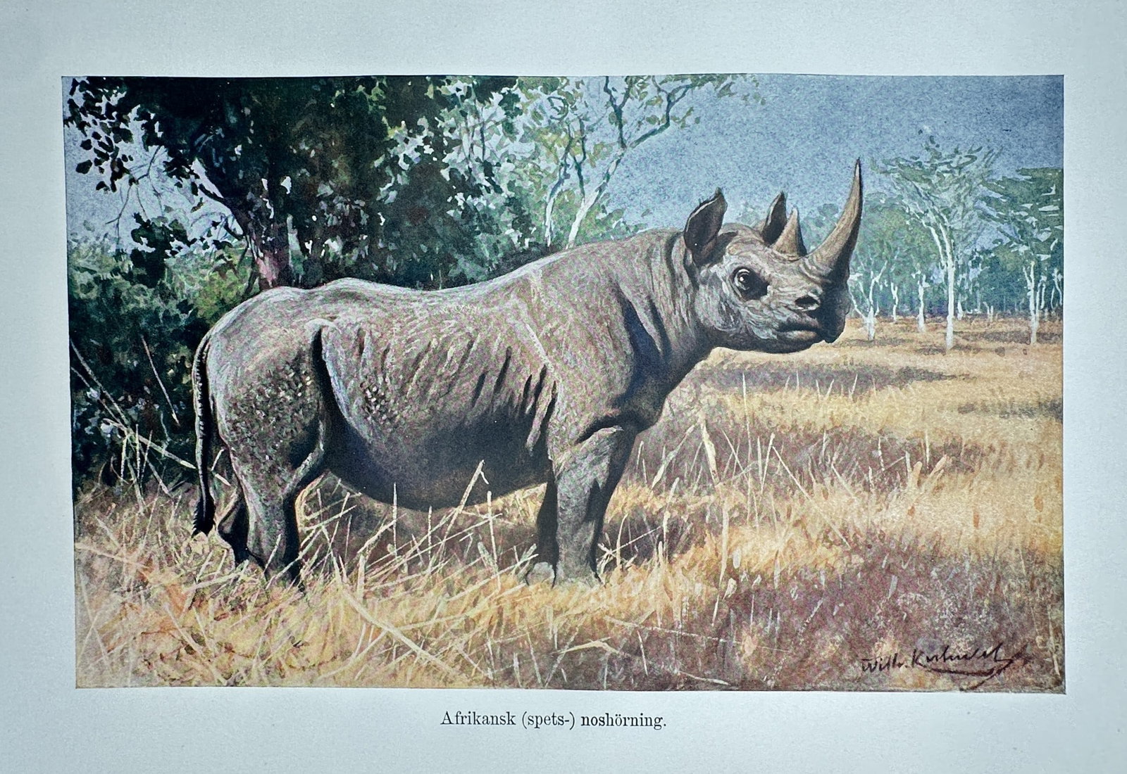 Richard Lydekker (1849–1915) – View of an African Black Rhinoceros – Hand-coloured engraving: "Afrikansk (spets-) noshorning" This natural history print depicts a black rhinoceros standing in an open savanna landscape with sparse trees and dry grass. The work is from The Royal Natural History,