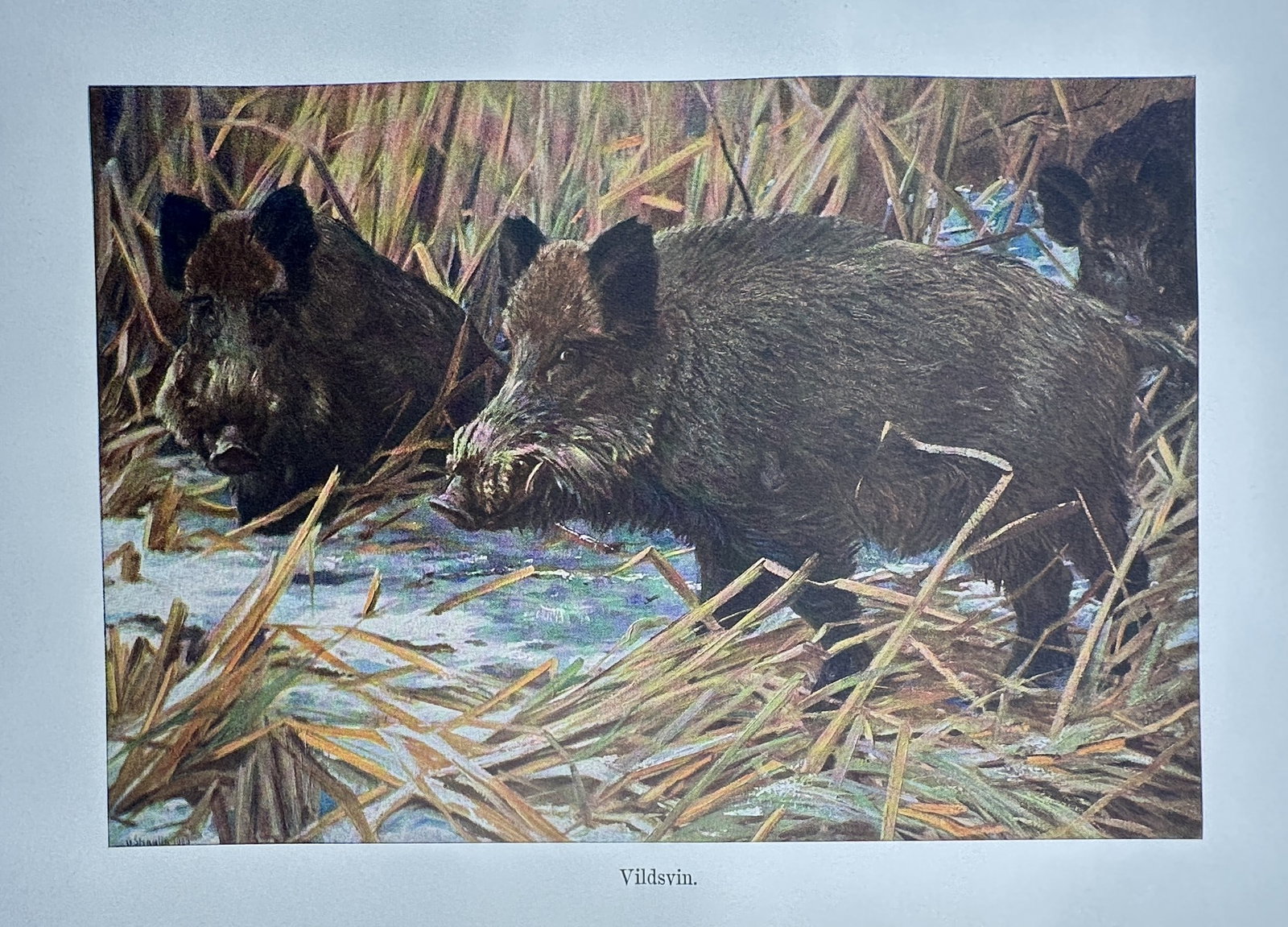 Richard Lydekker (1849–1915) – View of Wild Boars in Reeds – Hand-coloured engraving: "Vildsvin" This natural history print depicts a group of wild boars moving through a marshy landscape filled with tall, dry reeds. The work is from The Royal Natural History, also known as The New Nat