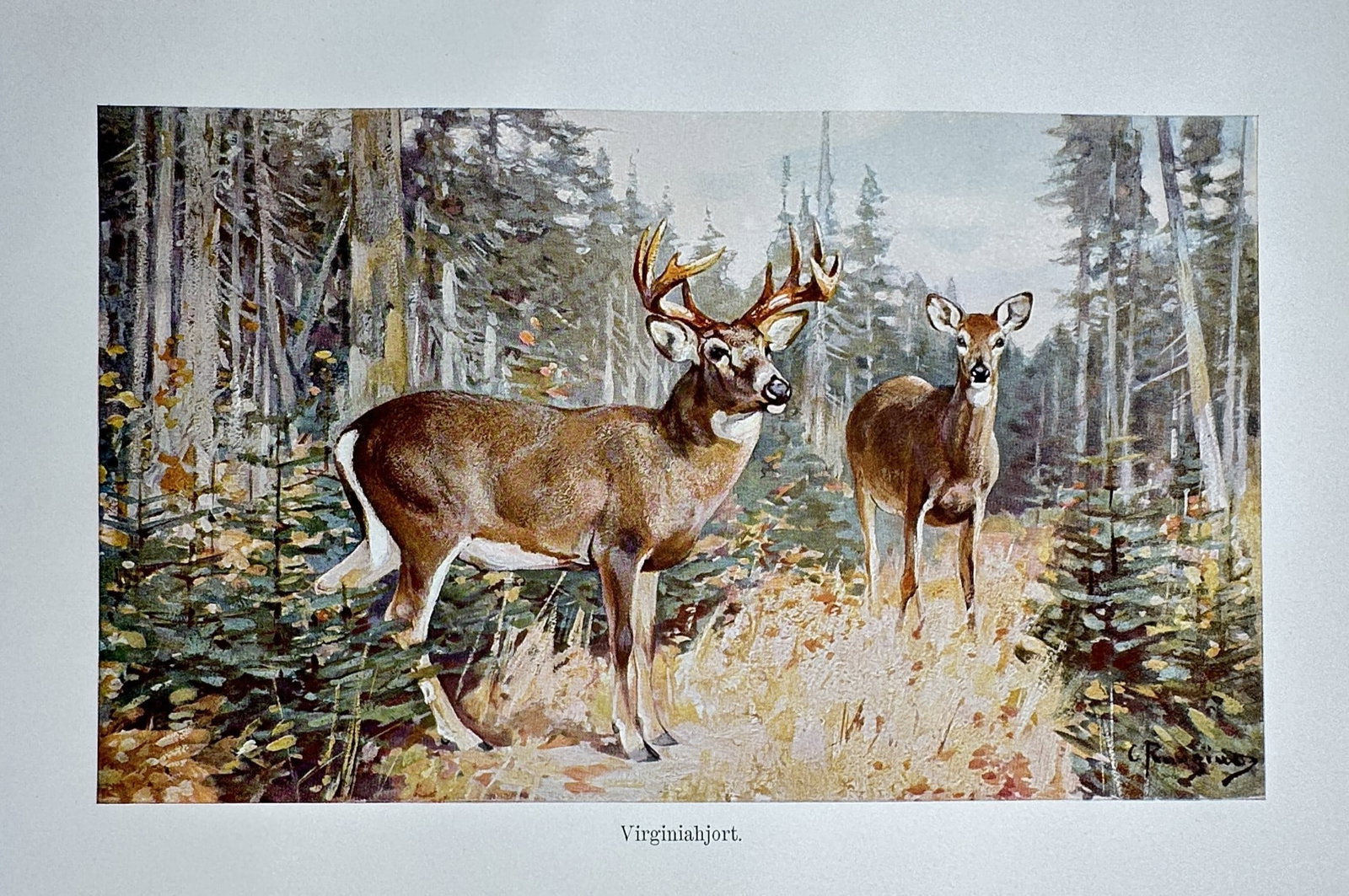 Richard Lydekker (1849–1915) – View of Virginia Deer – Hand-coloured engraving (1893–1896): "Virginiahjort" This natural history print illustrates a buck and a doe of the Virginia deer species, also known as the white-tailed deer, standing within a temperate forest clearing. The work is from