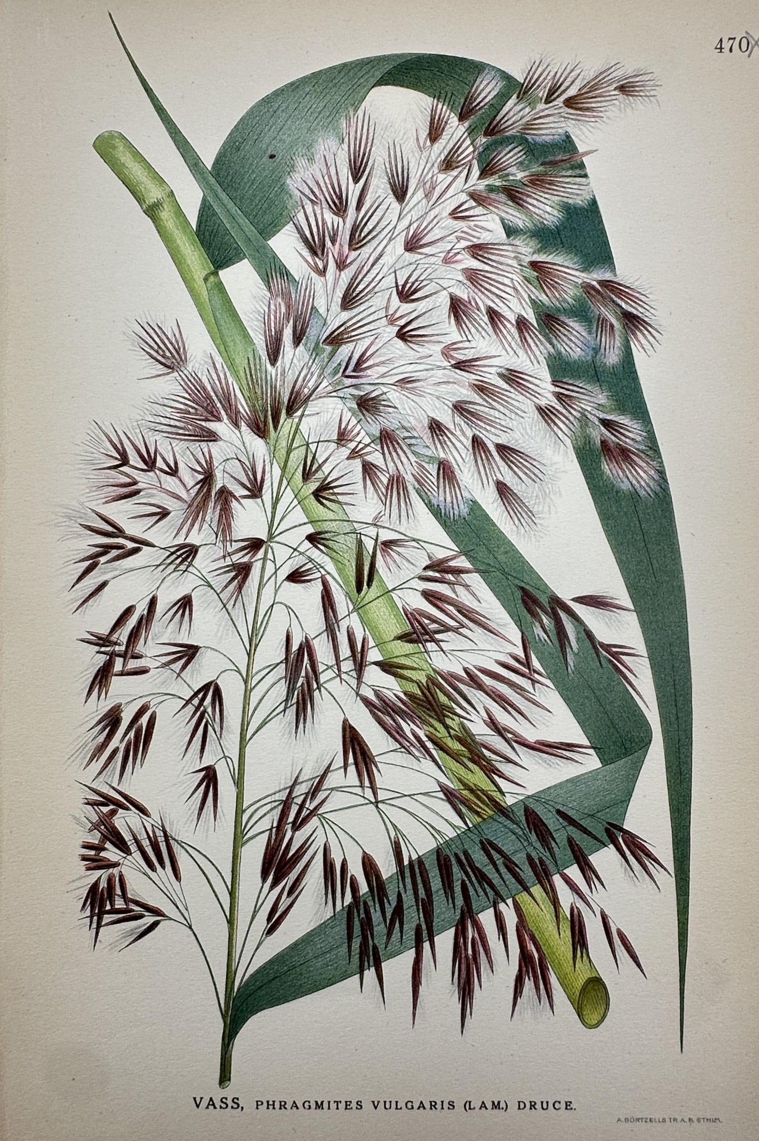 Carl Axel Magnus Lindman (1856–1928) – View of Common Reed – Lithograph (1901–1905): "Vass, Phragmites vulgaris (Lam.) Druce" This botanical print displays a detailed study of a common reed, showing the flowering panicle and leaf structure. The work is from Bilder ur Nordens Flora, a 