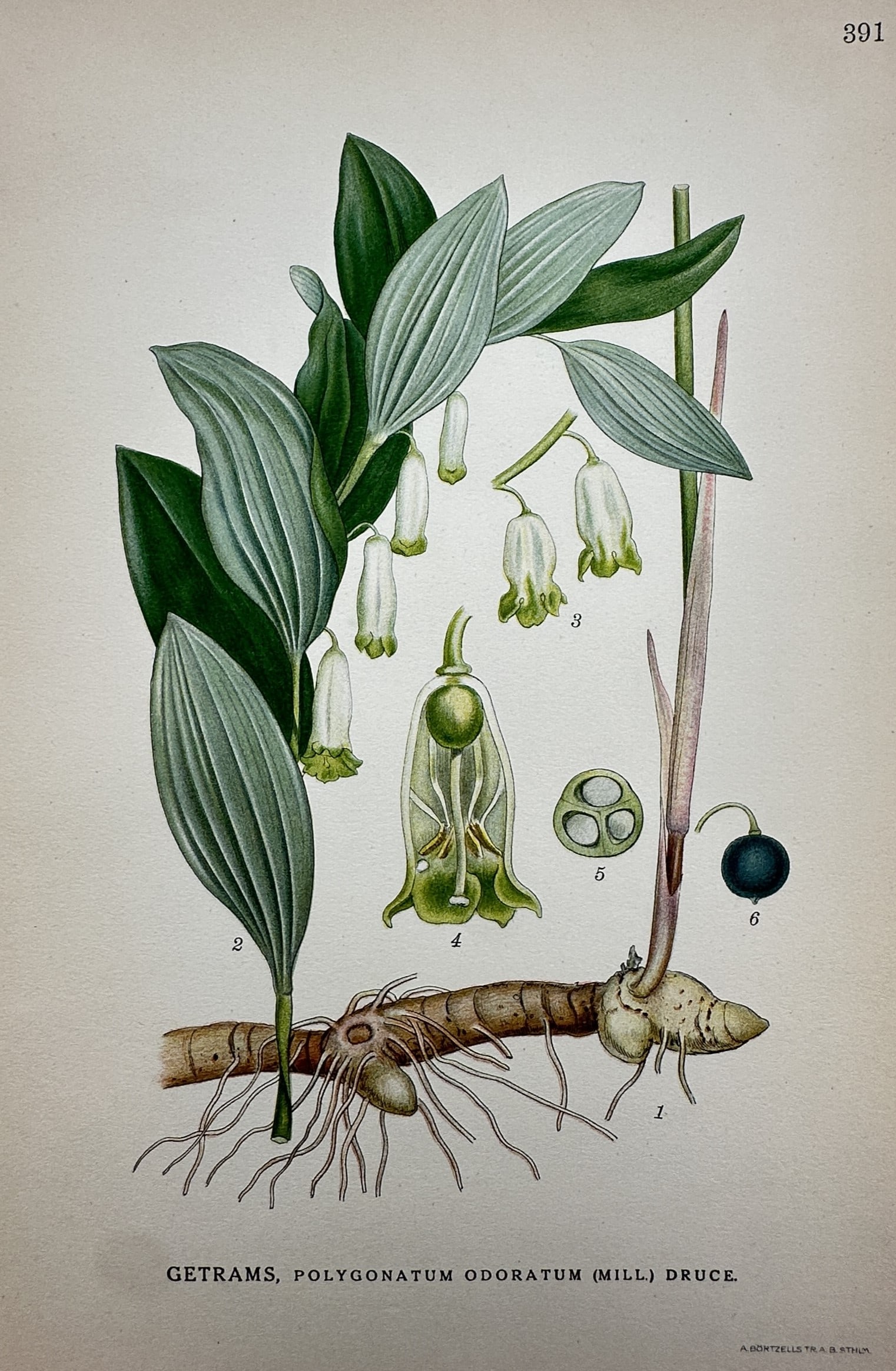 Carl Axel Magnus Lindman (1856–1928) – View of Angular Solomon's Seal – Lithograph: "Getrams, Polygonatum odoratum (Mill.) Druce" This botanical print illustrates the angular Solomon's seal, showing the rhizome root system, arched stem with leaves, bell-shaped flowers, and berry frui