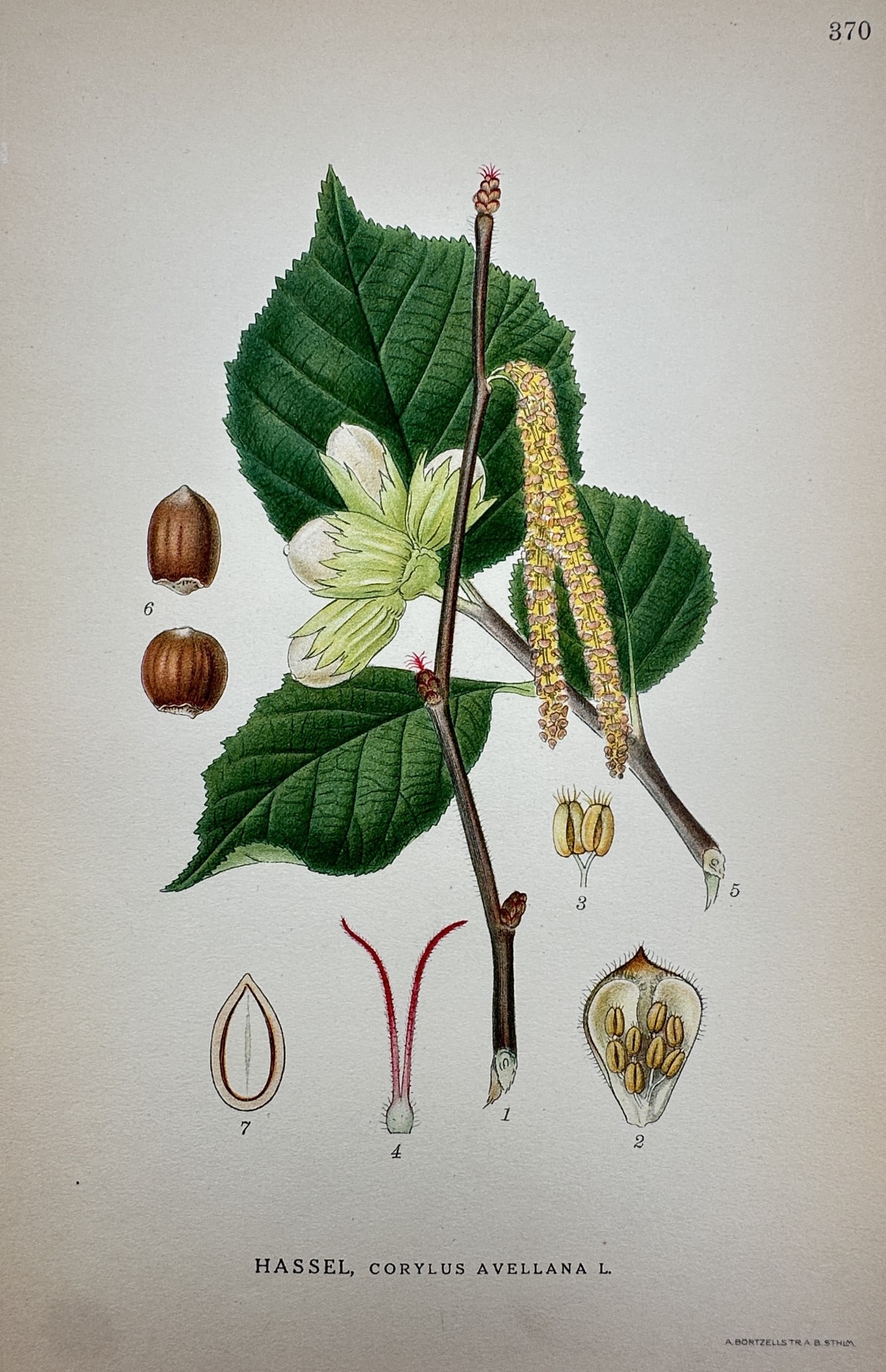 Carl Axel Magnus Lindman (1856–1928) – View of Common Hazel – Lithograph (1901–1905): "Hassel, Corylus avellana L." This botanical print displays a comprehensive study of the common hazel, featuring a leafy branch with catkins, developing nuts in their leafy husks, and cross-sections o