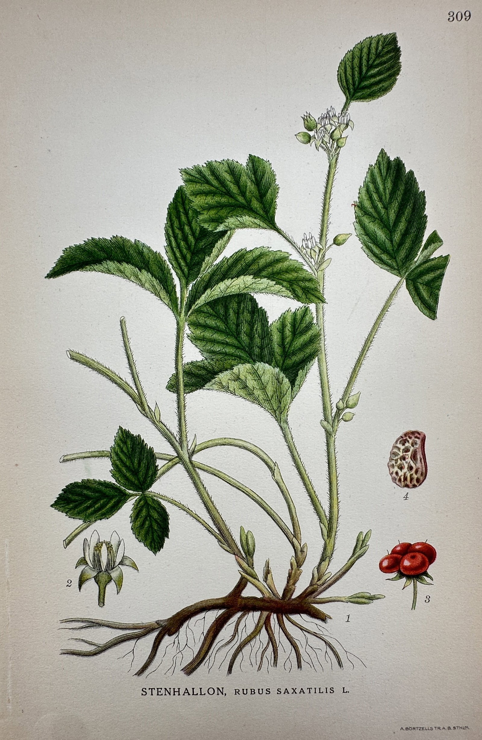 Carl Axel Magnus Lindman (1856–1928) – View of Stone Bramble – Lithograph (1901–1905) (1 of 2)