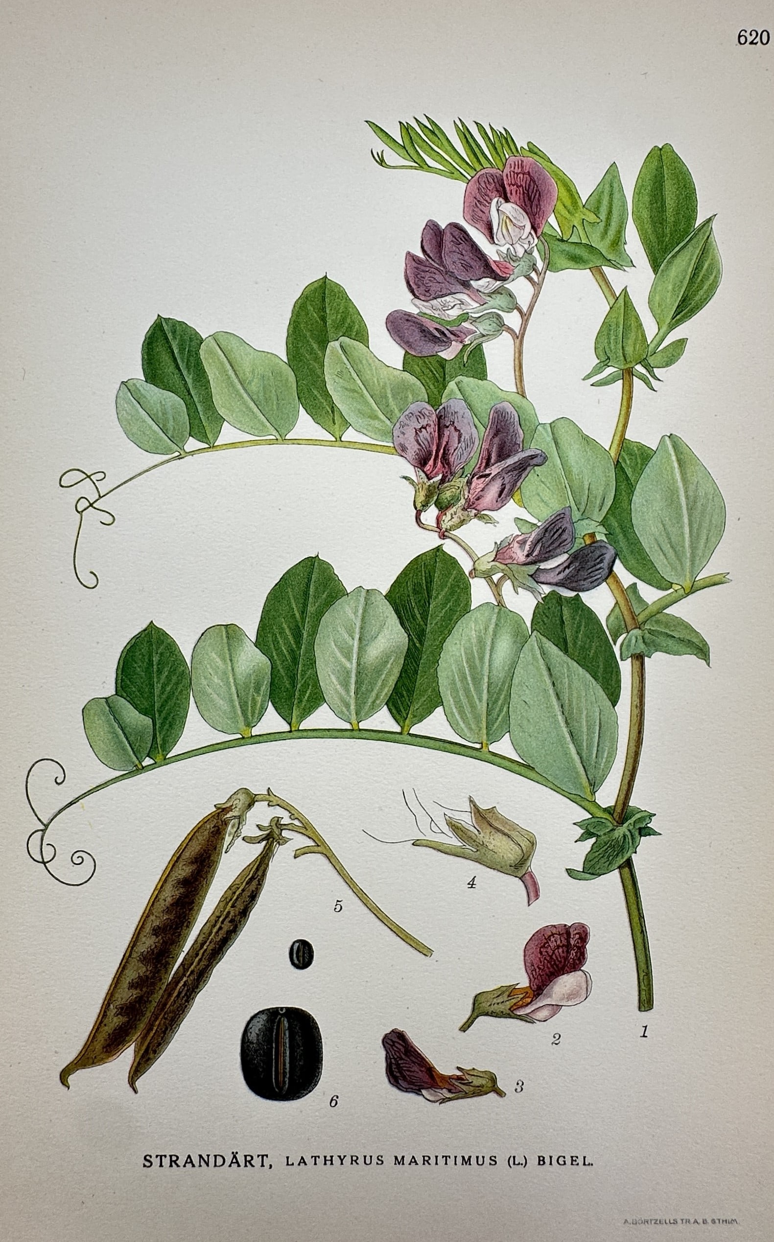 Carl Axel Magnus Lindman (1856–1928) – View of Sea Pea – Lithograph (1901–1905) (1 of 2)