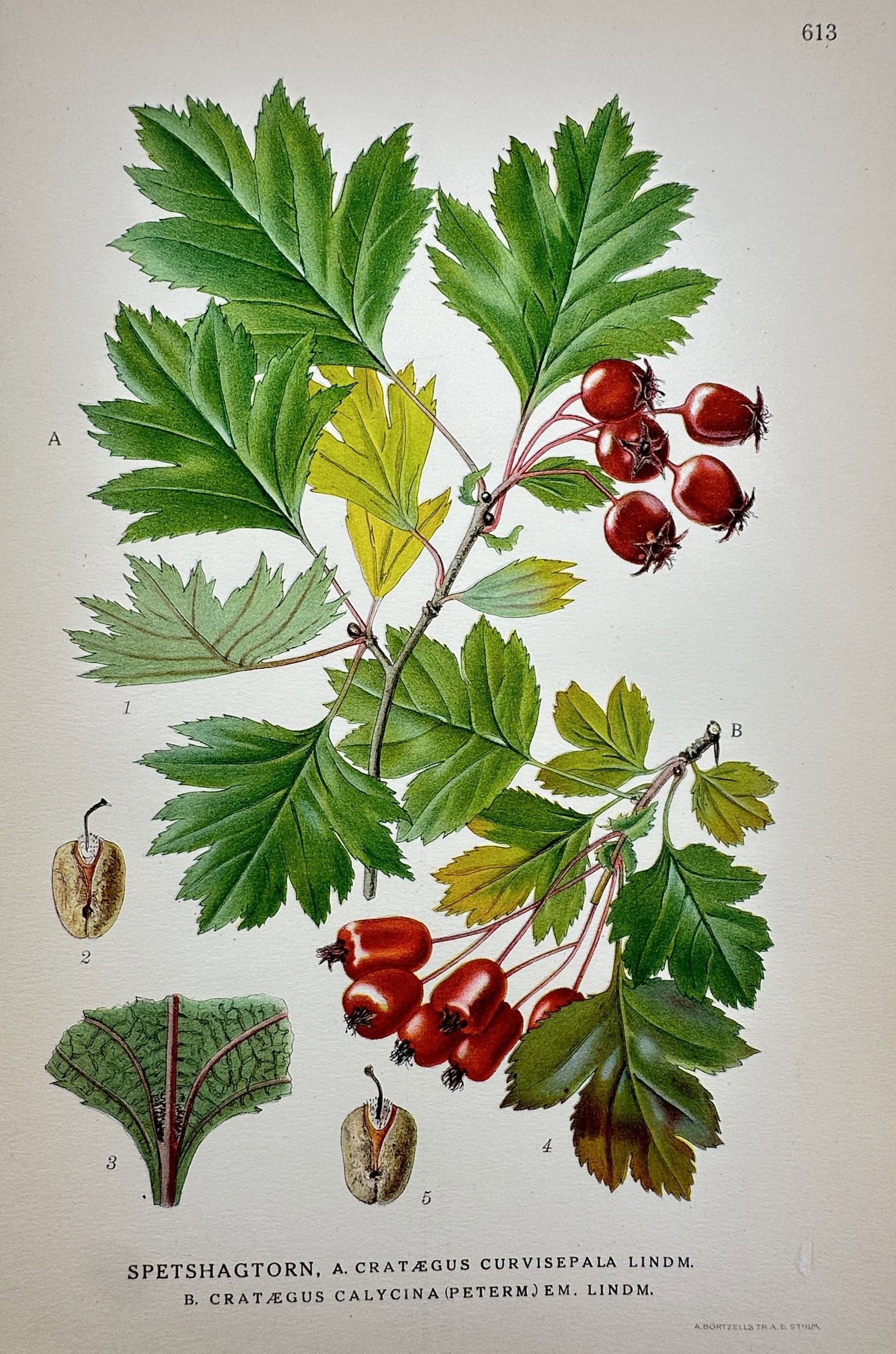 Carl Axel Magnus Lindman (1856–1928) – View of Large-sepalled Hawthorn – Lithograph (1 of 2)