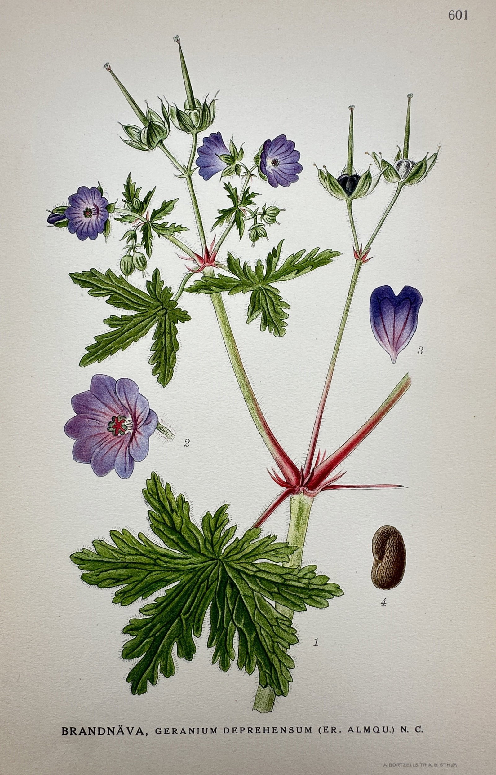 Carl Axel Magnus Lindman (1856–1928) – View of Geranium Deprehensum – Lithograph (1 of 2)