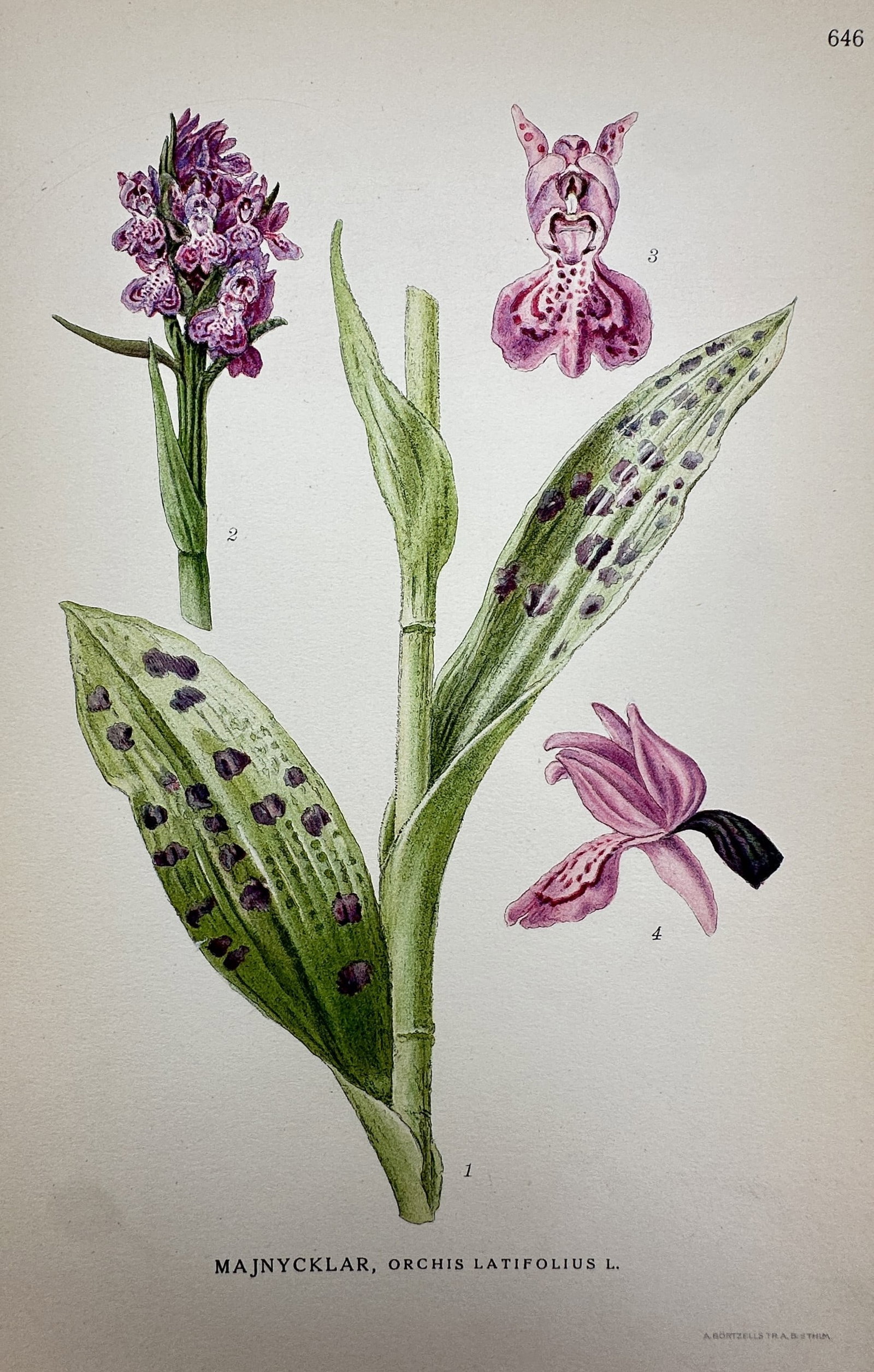 Carl Axel Magnus Lindman (1856–1928) – View of Early Marsh Orchid – Lithograph (1901–1905): "Majnycklar, Orchis latifolius L." This botanical print displays a detailed study of the early marsh orchid, showing the spotted lanceolate leaves, the dense purple flower spike, and individual floral