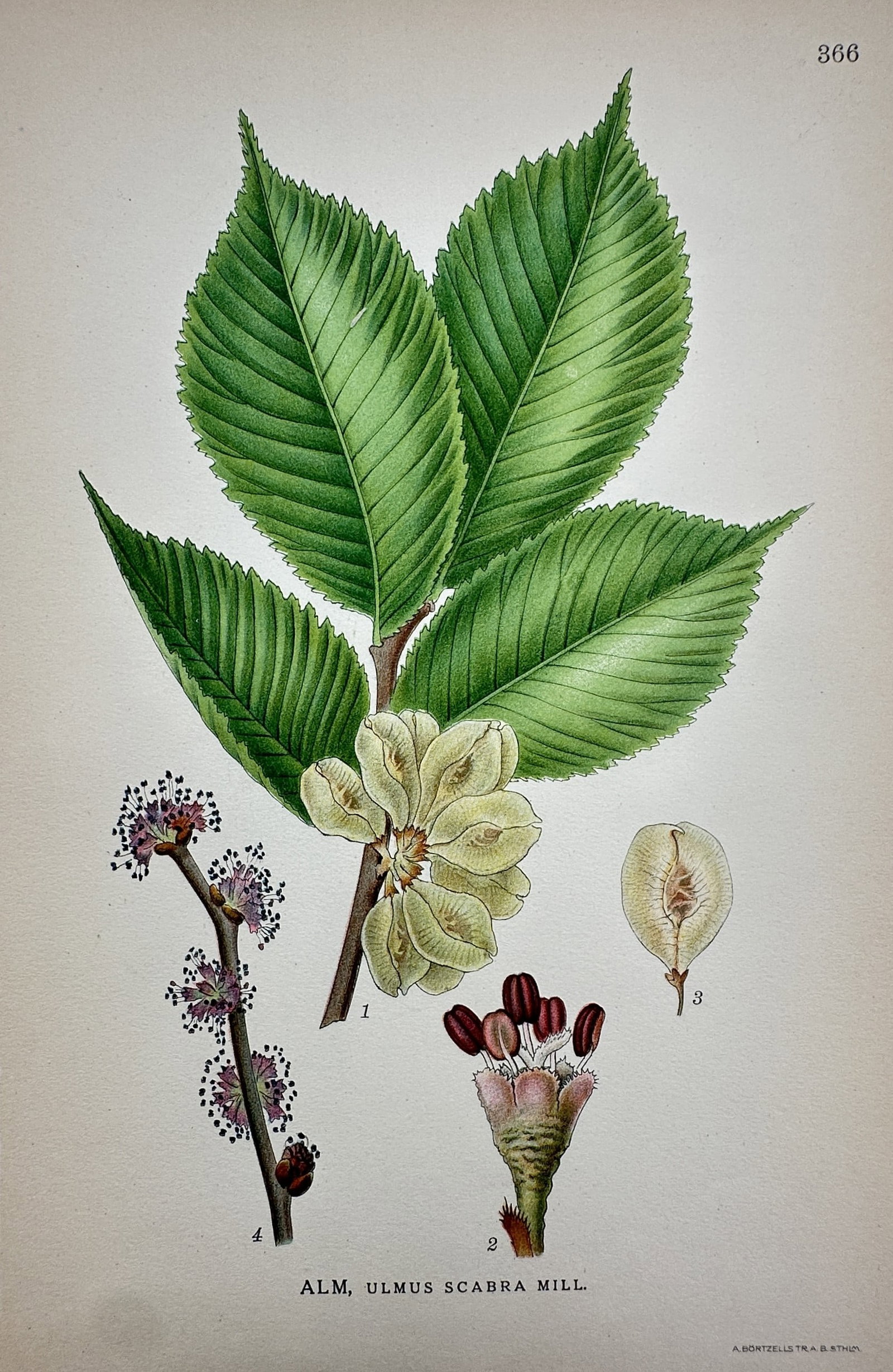 Carl Axel Magnus Lindman (1856–1928) – View of Wych Elm – Lithograph (1901–1905): "Alm, Ulmus scabra Mill." This botanical print displays a comprehensive study of the wych elm, featuring a branch with its characteristic large, serrated leaves, clusters of winged fruits (samaras), a