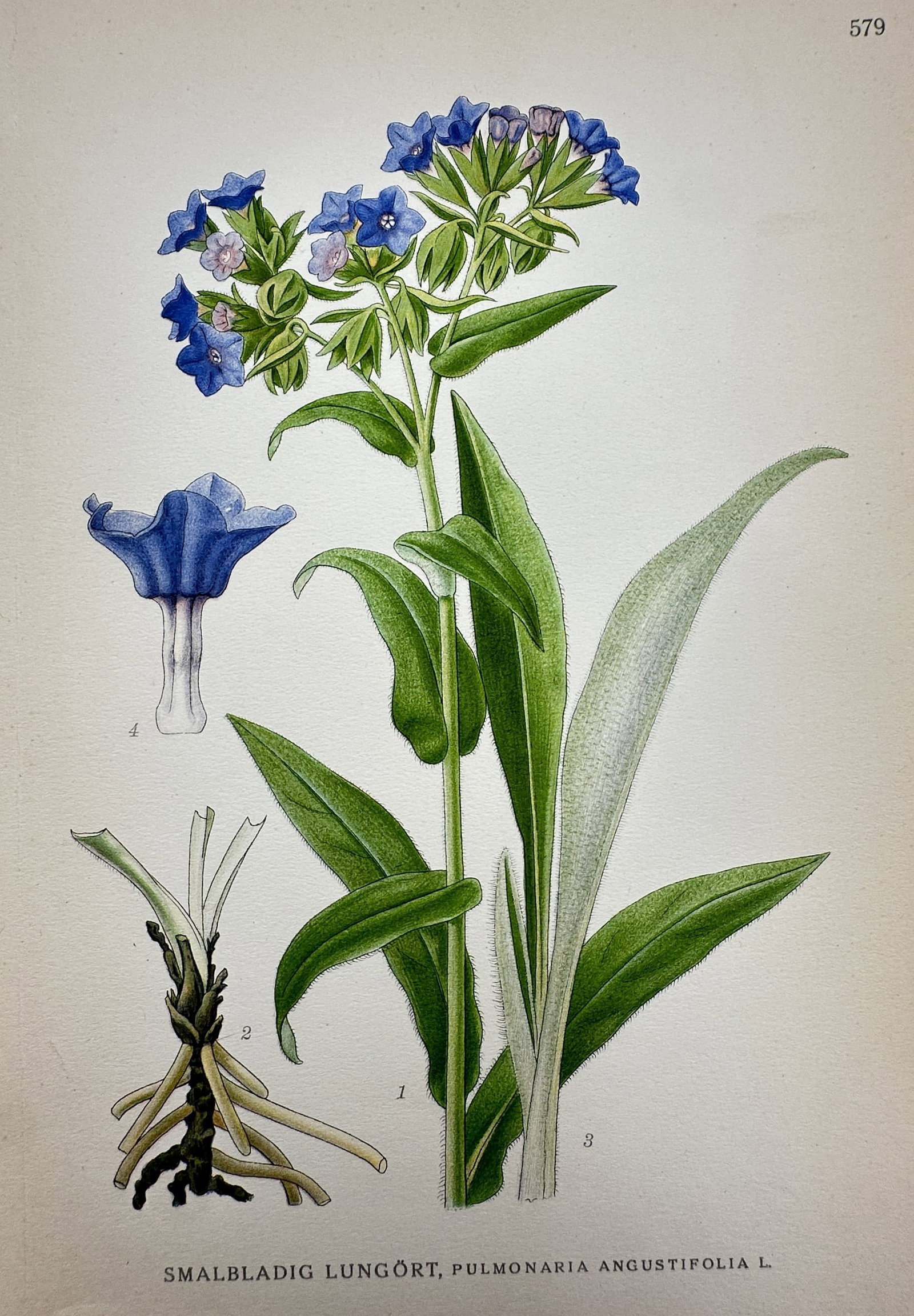 Carl Axel Magnus Lindman (1856–1928) – View of Blue Cowslip – Lithograph (1901–1905): "Smalbladig Lungört, Pulmonaria angustifolia L." This botanical print displays a comprehensive study of the blue cowslip (also known as narrow-leaved lungwort), featuring its root system, lanceolate 