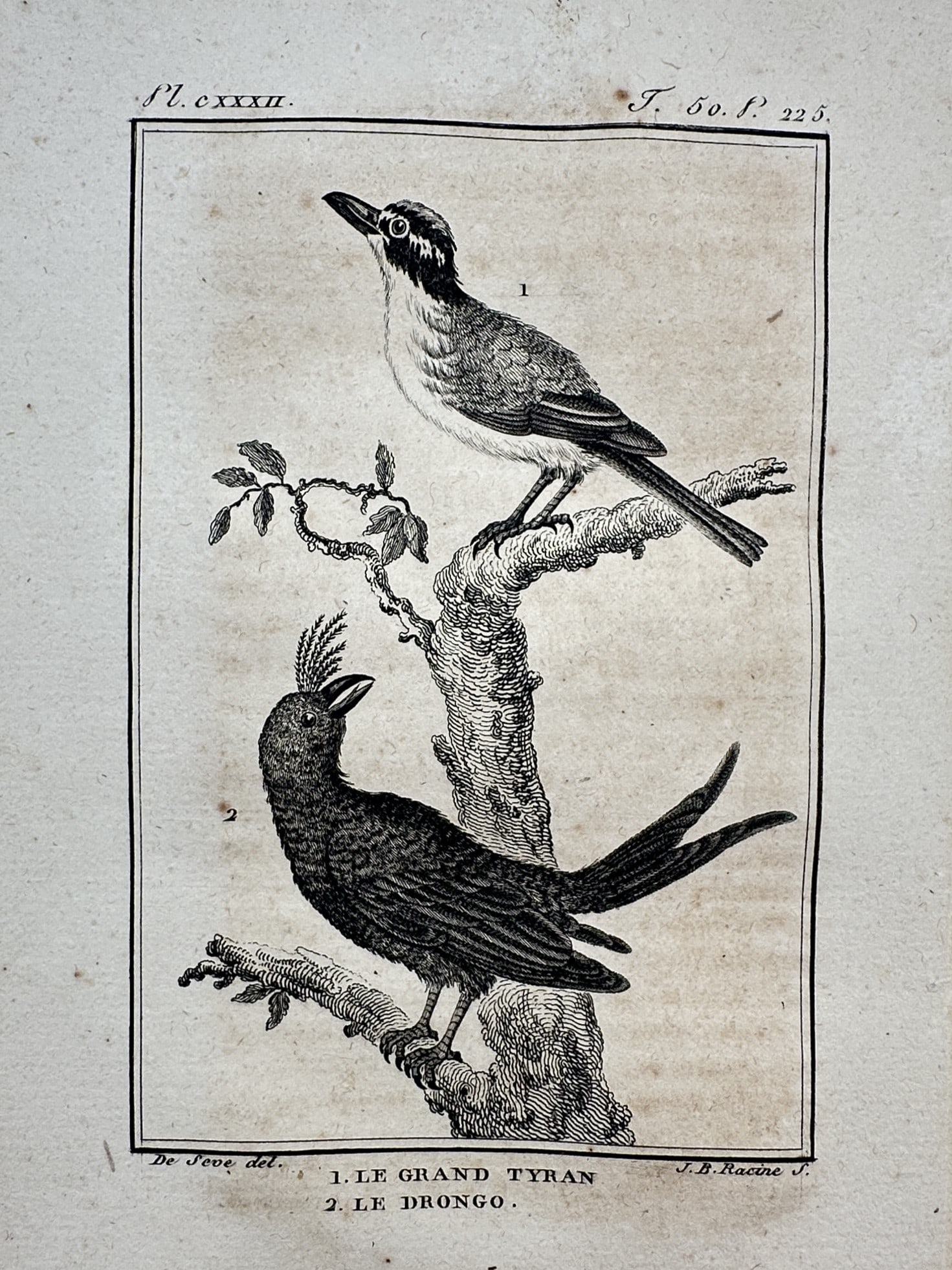 Georges-Louis Leclerc, Comte de Buffon – View of the Kingbird and the Drongo – Copper engraving: "Le Grand Tyran, Le Drongo" This natural history print depicts a kingbird and a drongo perched on a tree branch. The work is from the publication Histoire Naturelle, published by the Imprimerie Royale