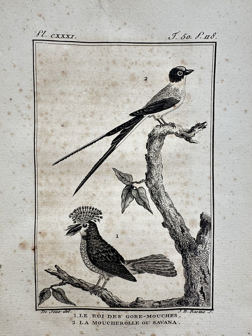 Georges-Louis Leclerc, Comte de Buffon – View of the Royal Flycatcher – Copper engraving: "Le Roi des Gobe-mouches, La Moucherolle ou Savana" This natural history print depicts a royal flycatcher and a fork-tailed flycatcher perched on gnarled branches. The work is from the publication His