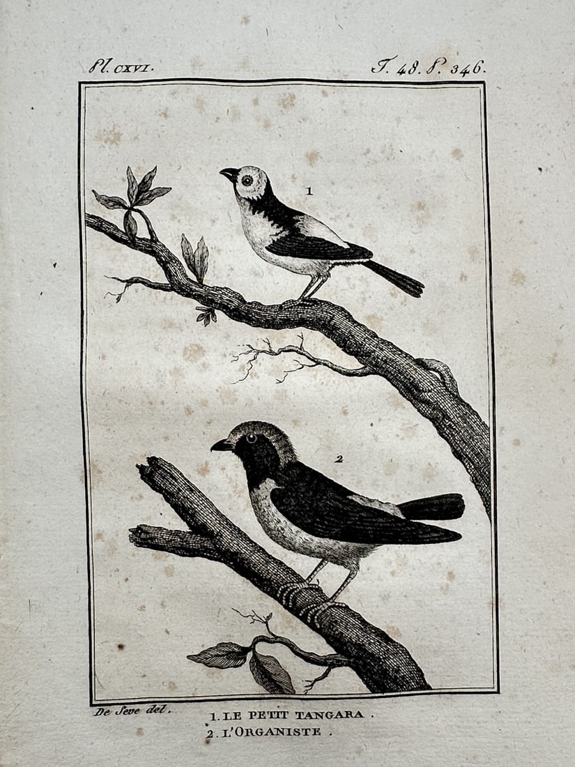 Georges-Louis Leclerc, Comte de Buffon – View of the Small Tanager and the Organist: "Le Petit Tangara, L'Organiste" This natural history print depicts a small tanager and an organist bird perched on leafy branches. The work is from the publication Histoire Naturelle, published by the