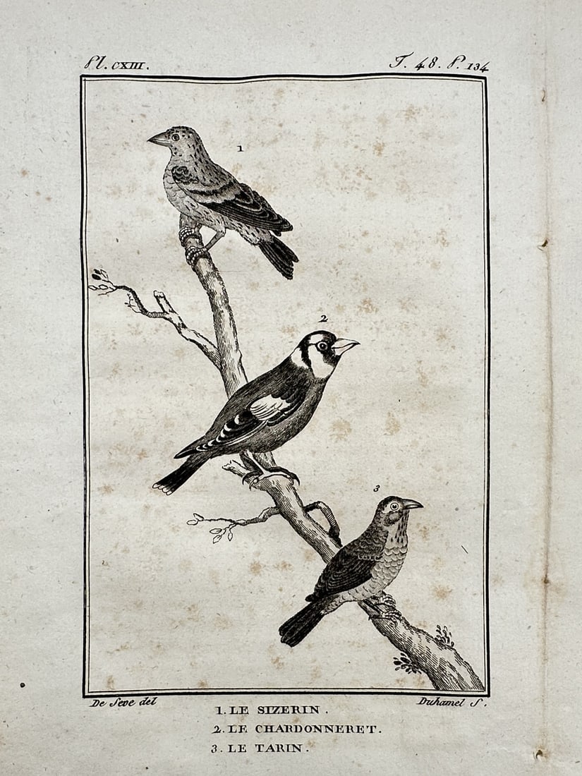Georges-Louis Leclerc, Comte de Buffon – View of the Redpoll, Goldfinch, and Siskin: "Le Sizerin, Le Chardonneret, Le Tarin" This natural history print depicts a redpoll, a goldfinch, and a siskin perched vertically on a single branch. The work is from the publication Histoire Naturel