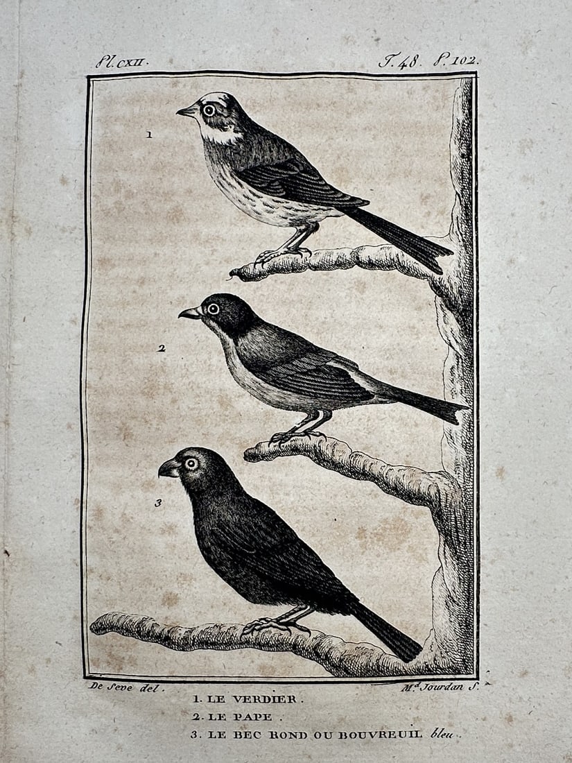 Georges-Louis Leclerc, Comte de Buffon – View of the Greenfinch, Nonpareil, and Blue Bullfinch: "Le Verdier, Le Pape, Le Bec Rond ou Bouvreuil bleu" This natural history print depicts a greenfinch, a nonpareil bunting, and a blue bullfinch perched on branches within a single frame. The work is f