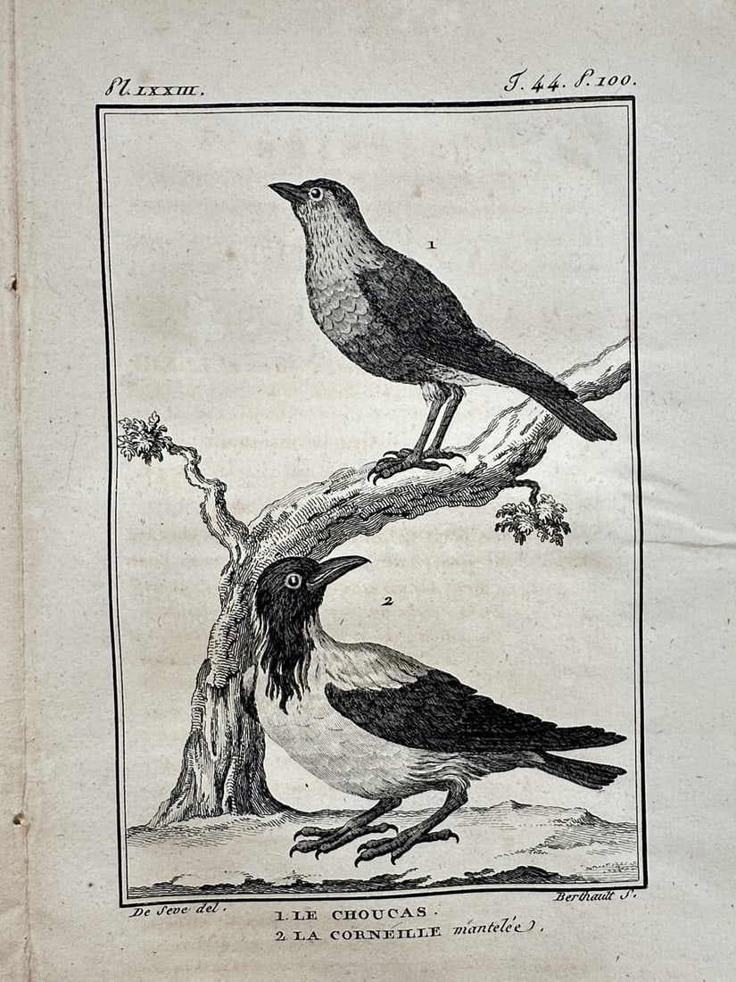Georges-Louis Leclerc, Comte de Buffon – View of the Jackdaw and the Hooded Crow: "Le Choucas, La Corneille mantelée" This natural history print depicts a jackdaw perched on a branch and a hooded crow standing on the ground. The work is from the publication Histoire Naturelle, pub