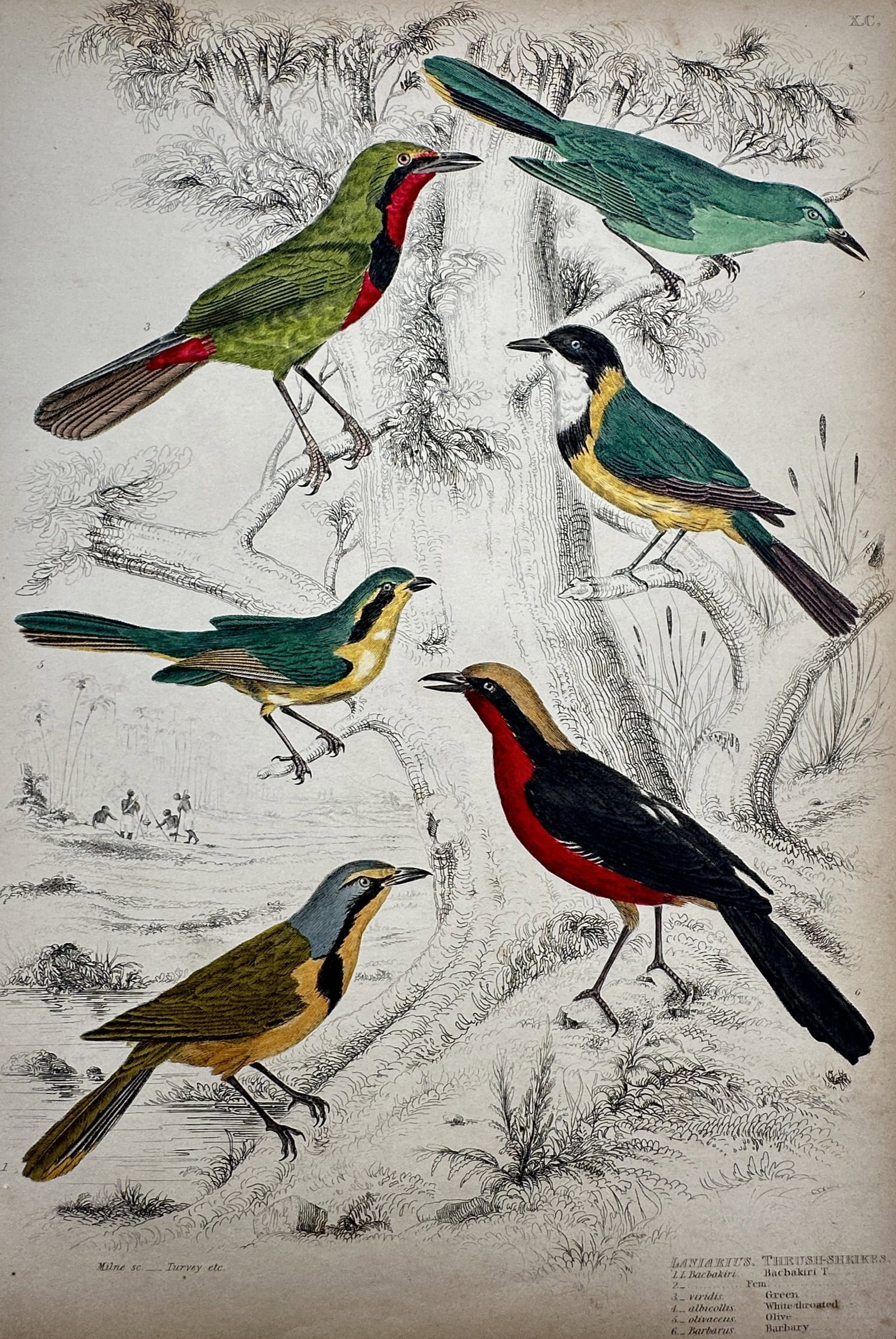 William MacGillivray (1796–1852) – View of Bushshrikes and Shrikes – Hand-coloured etching: "Laniarius, Bushshrikes" This natural history print depicts six vibrant bird species, including the crimson-breasted shrike and various bushshrikes, set against a detailed landscape of trees and water