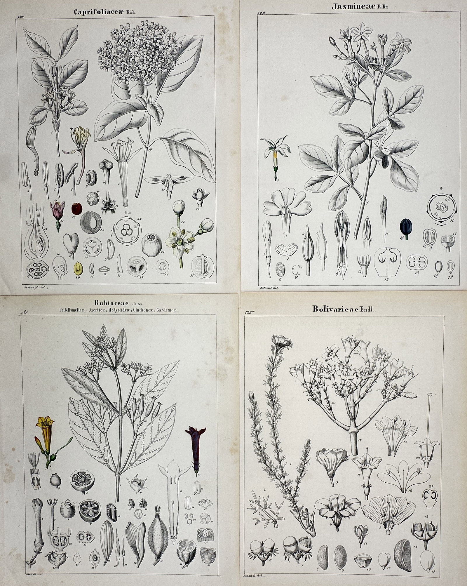 Adalbert Schnizlein – Set of 4: Botanical Studies of Caprifoliaceae, Jasmineae (1 of 2)