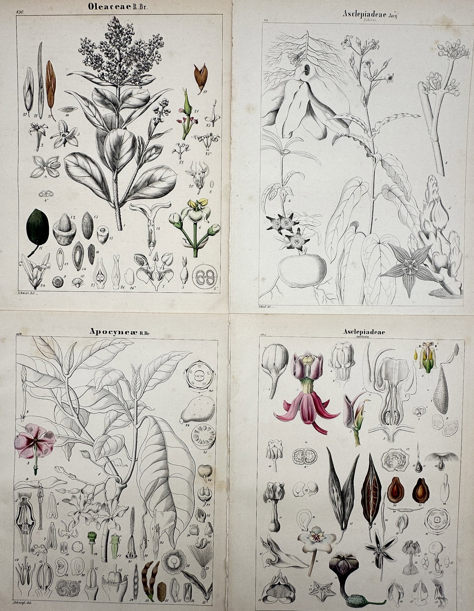 Adalbert Schnizlein – Set of 4: Botanical Studies of Oleaceae, Apocynaceae (1 of 2)