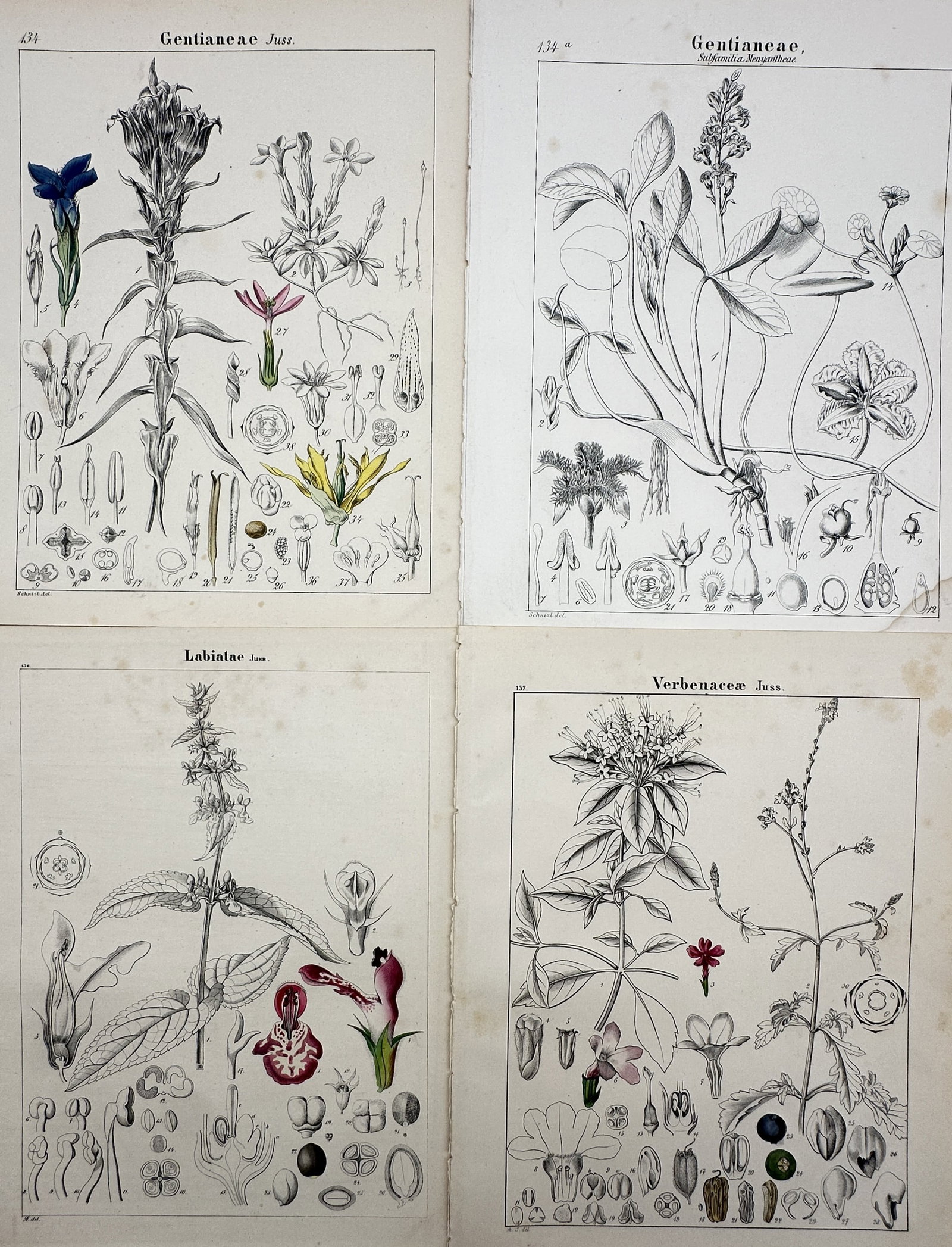 Adalbert Schnizlein – Set of 4: Botanical Studies of Gentianeae, Labiatae – Hand-coloured (1 of 2)