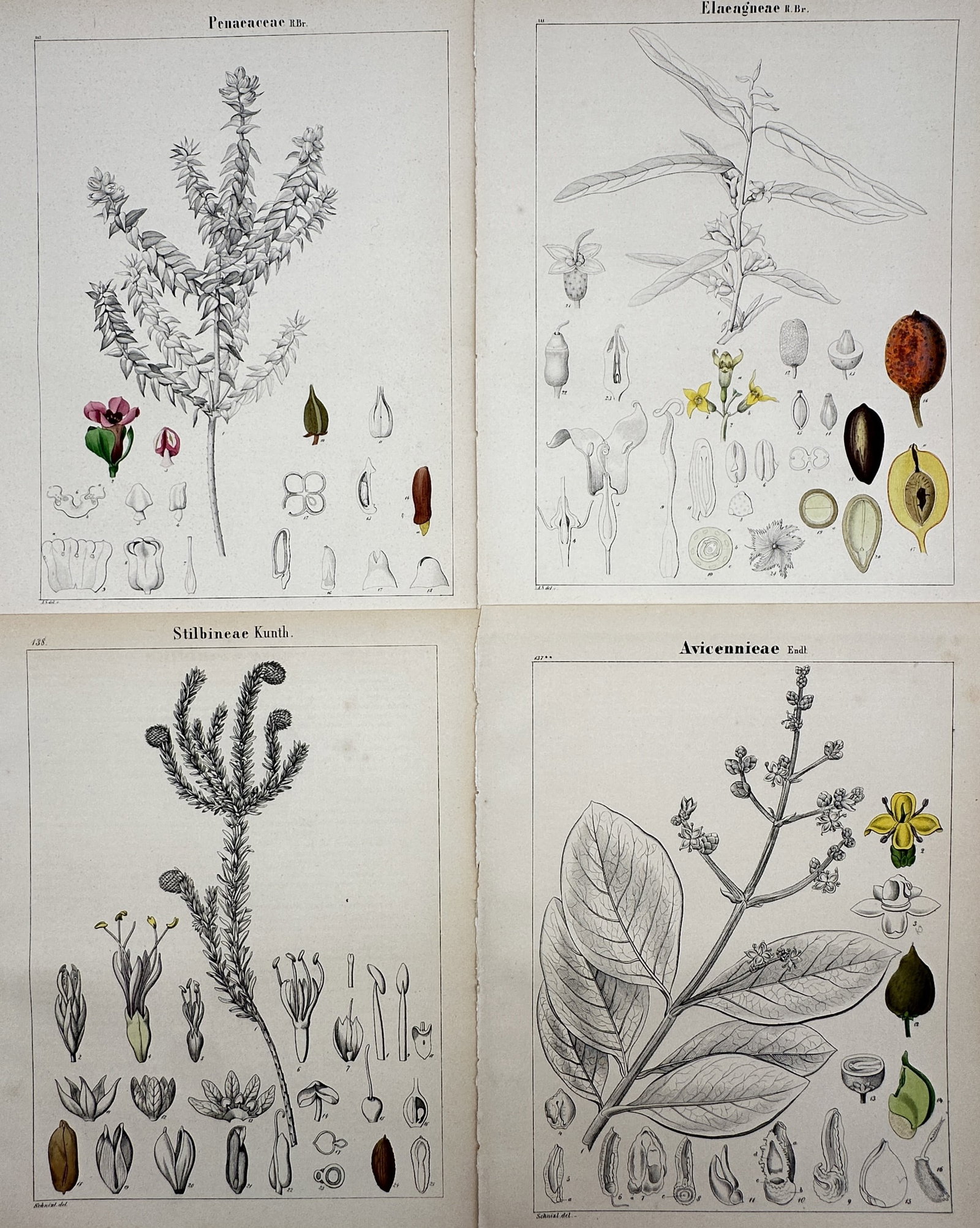 Adalbert Schnizlein – Set of 4: Botanical Studies of Penaeaceae, Elaeagneae (1 of 2)
