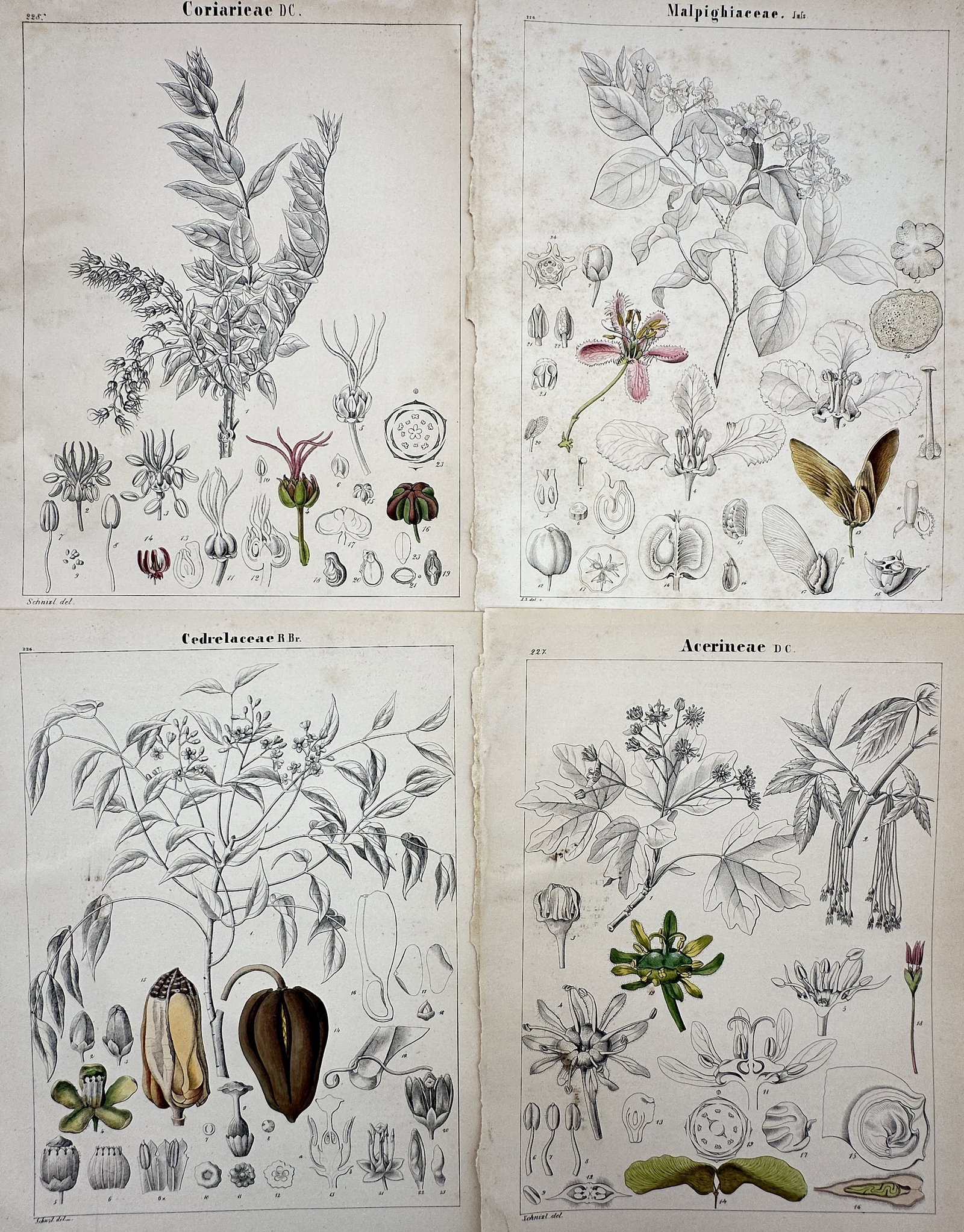 Adalbert Schnizlein – Set of 4: Botanical Studies of Coriarieae, Malpighiaceae, Cedrelaceae (1 of 2)