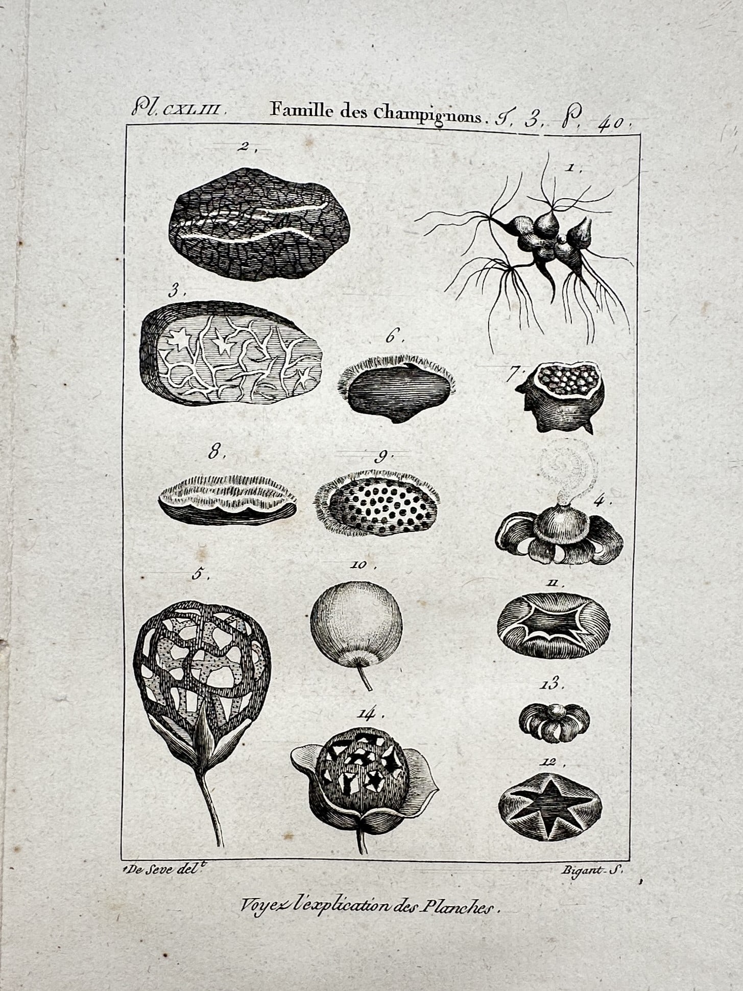 Georges-Louis Leclerc, Comte de Buffon – View of the Mushroom Family – Copper engraving (1 of 2)