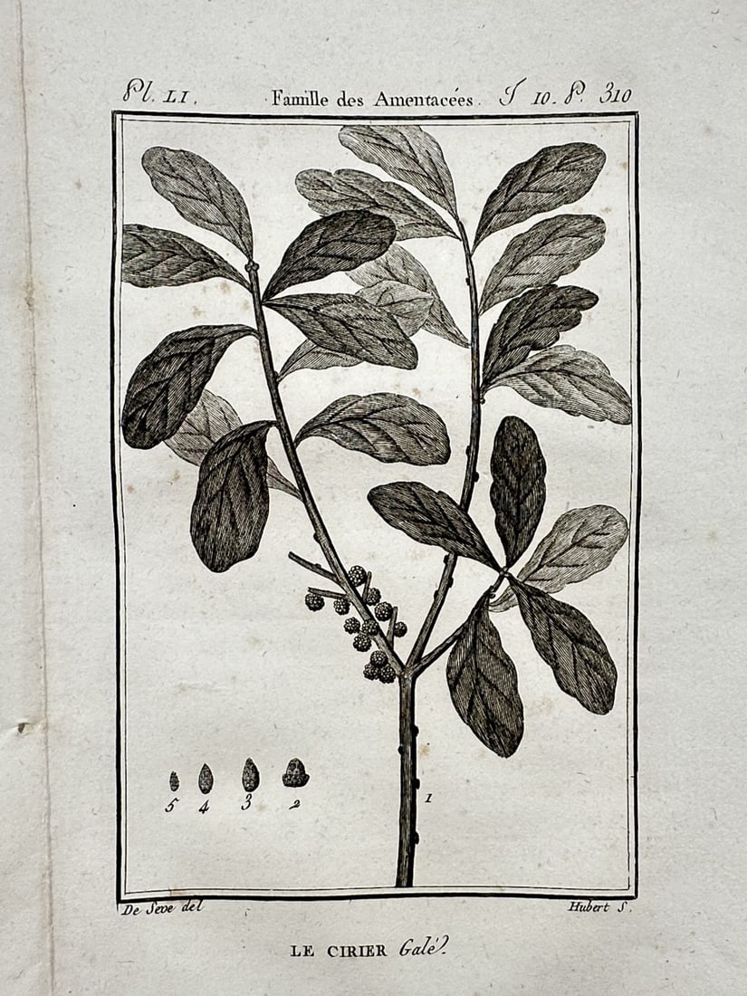 Georges-Louis Leclerc, Comte de Buffon – View of the Candleberry Myrtle – Copper engraving: "Le Cirier Gale" This natural history print depicts a branch of the candleberry myrtle, also known as sweet gale, illustrating its leafy stems and small clusters of fruit alongside detailed dissection