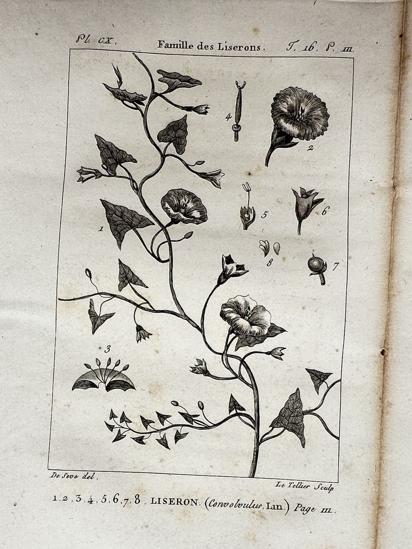 Georges-Louis Leclerc, Comte de Buffon – View of the Bindweed Family – Copper engraving: "Famille des Liserons. Liseron (Convolvulus Lin.)" This natural history print depicts the bindweed family, featuring the twining stems, heart-shaped leaves, and trumpet-shaped flowers of the Convolvul