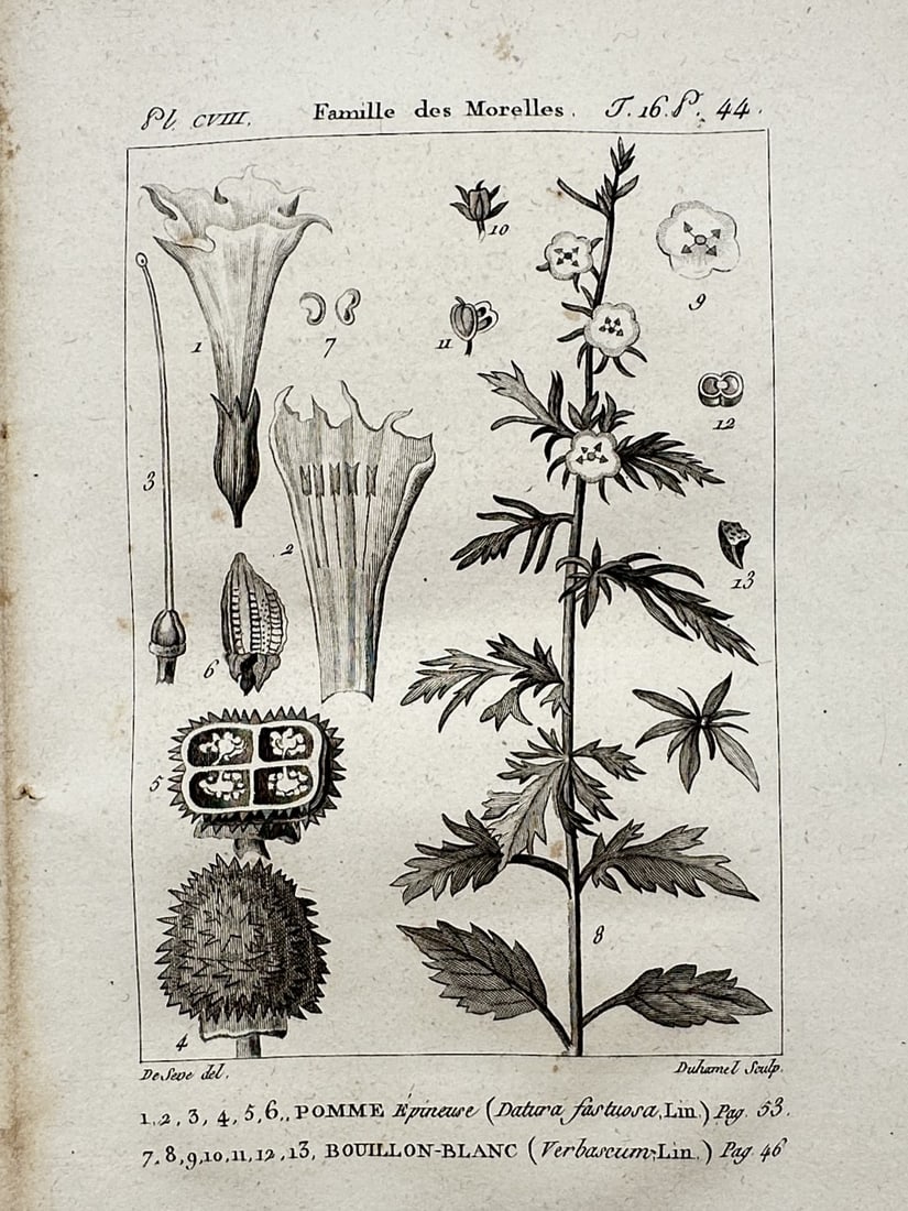 Georges-Louis Leclerc, Comte de Buffon – View of the Nightshade Family – Copper engraving: "Famille des Morelles. Pomme Epineuse (Datura fastuosa, Lin.); Bouillon-Blanc (Verbascum Lin.)" This natural history print from IMG_4803.jpg depicts specimens from the nightshade family and related ge