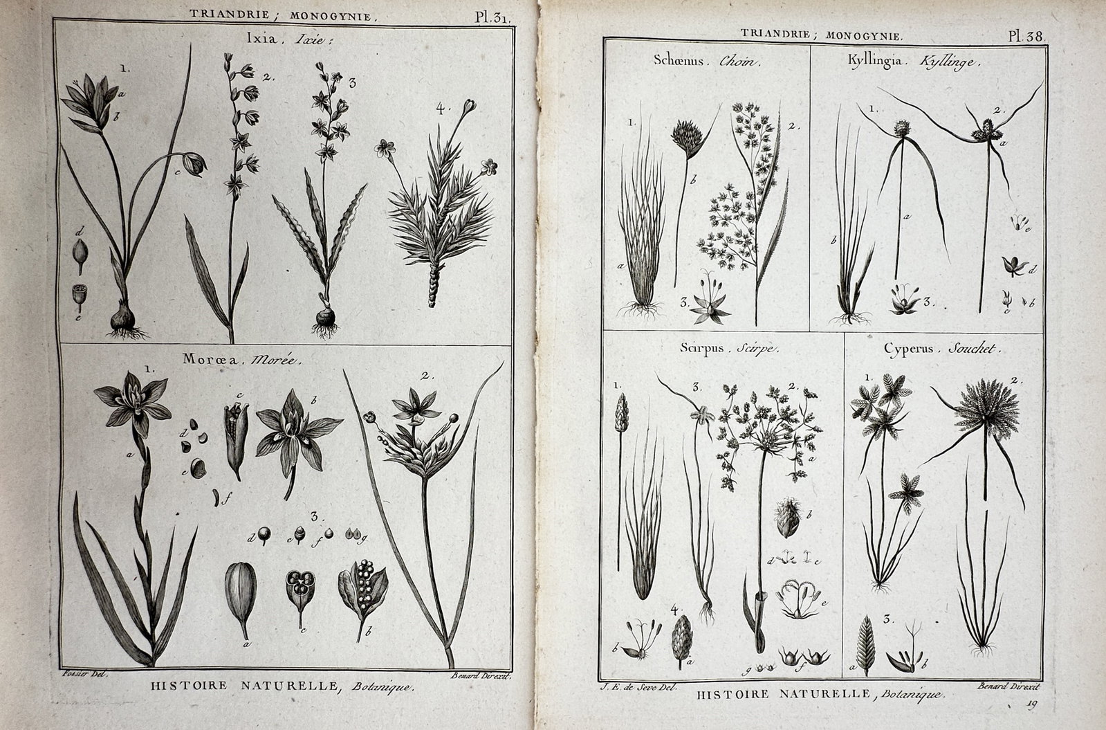 Robert Bénard (1734–1777) – Set of 2: Botanical Studies of Ixia, Morea, Schoenus (1 of 2)