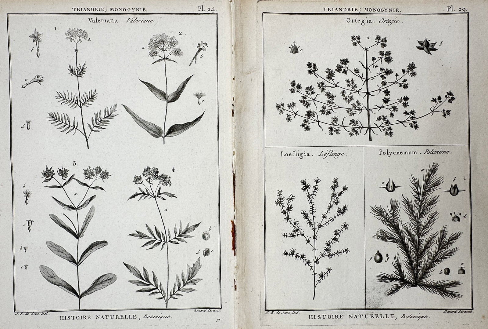 Robert Bénard – Set of 2: Botanical Studies of Valeriana, Ortegia, Loeflingia – Copper (1 of 2)
