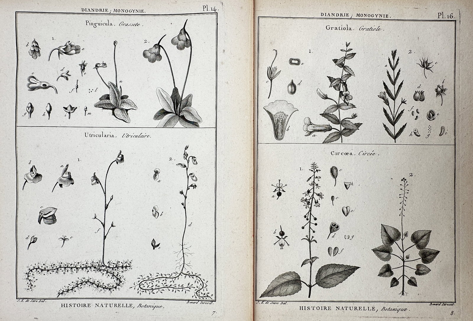 Robert Bénard (1734–1777) – Set of 2: Botanical Studies of Pinguicula, Utricularia (1 of 2)