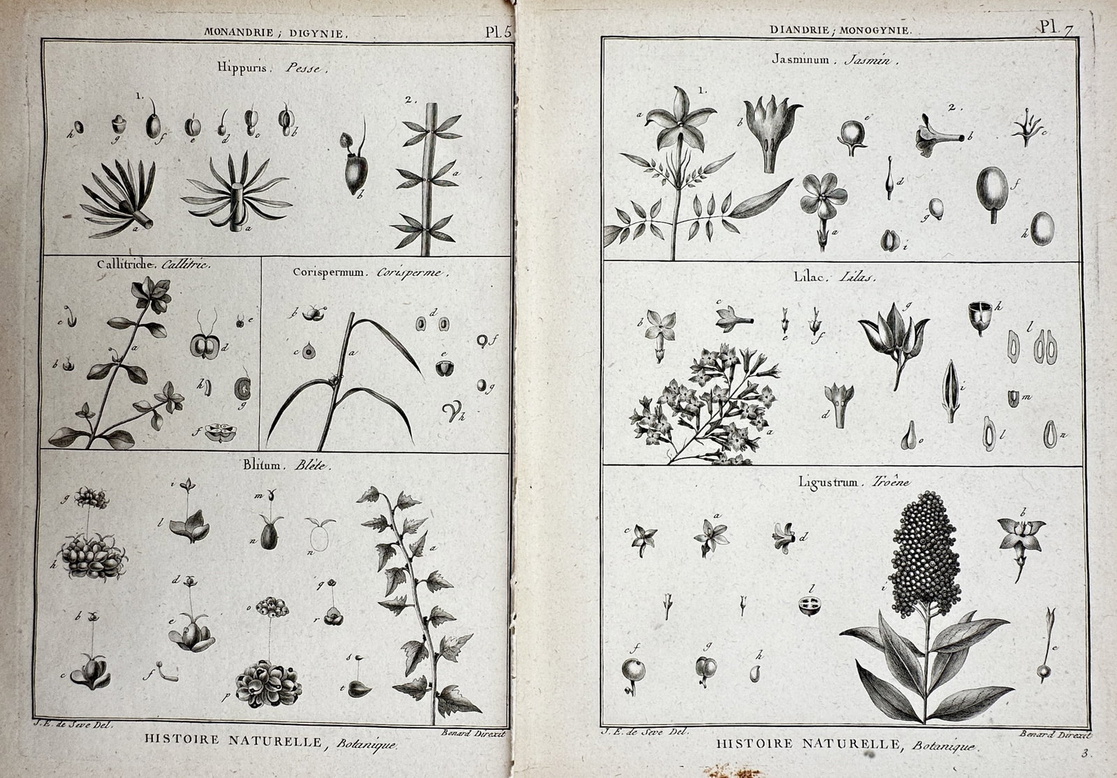 Robert Benard (1734-1777) – Set of 2: Views of Botanical Studies – Copper engraving (1791): "Histoire Naturelle, Botanique" This set of two botanical prints illustrates dissections and specimens including Jasminum, Lilac, and Hippuris. It was produced for the Tableau Encyclopedique et Method