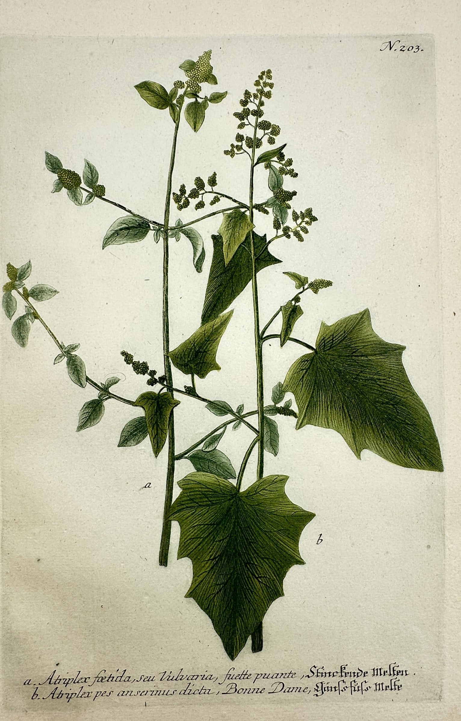 Johann Wilhelm Weinmann – View of Botanical Studies: Atriplex – Hand-coloured etching (1 of 2)