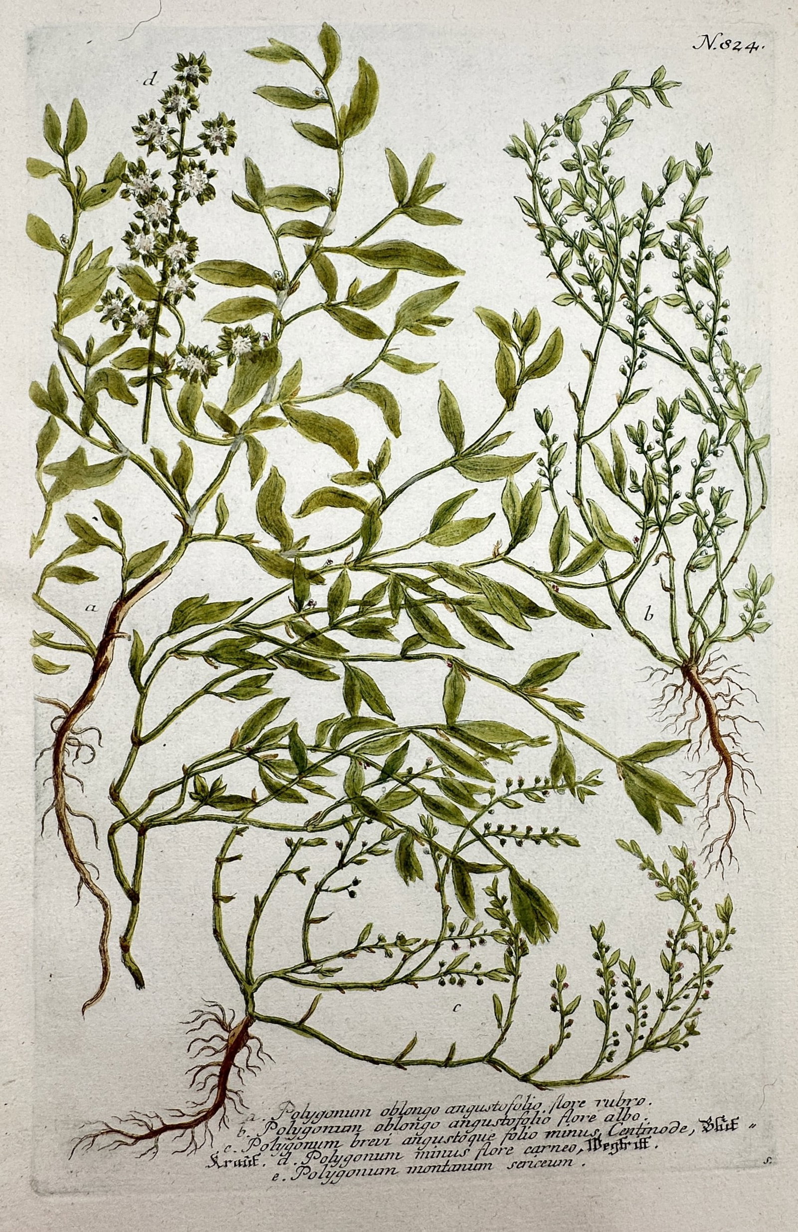 Johann Wilhelm Weinmann – View of Botanical Studies: Polygonum – Hand-coloured etching (1 of 2)