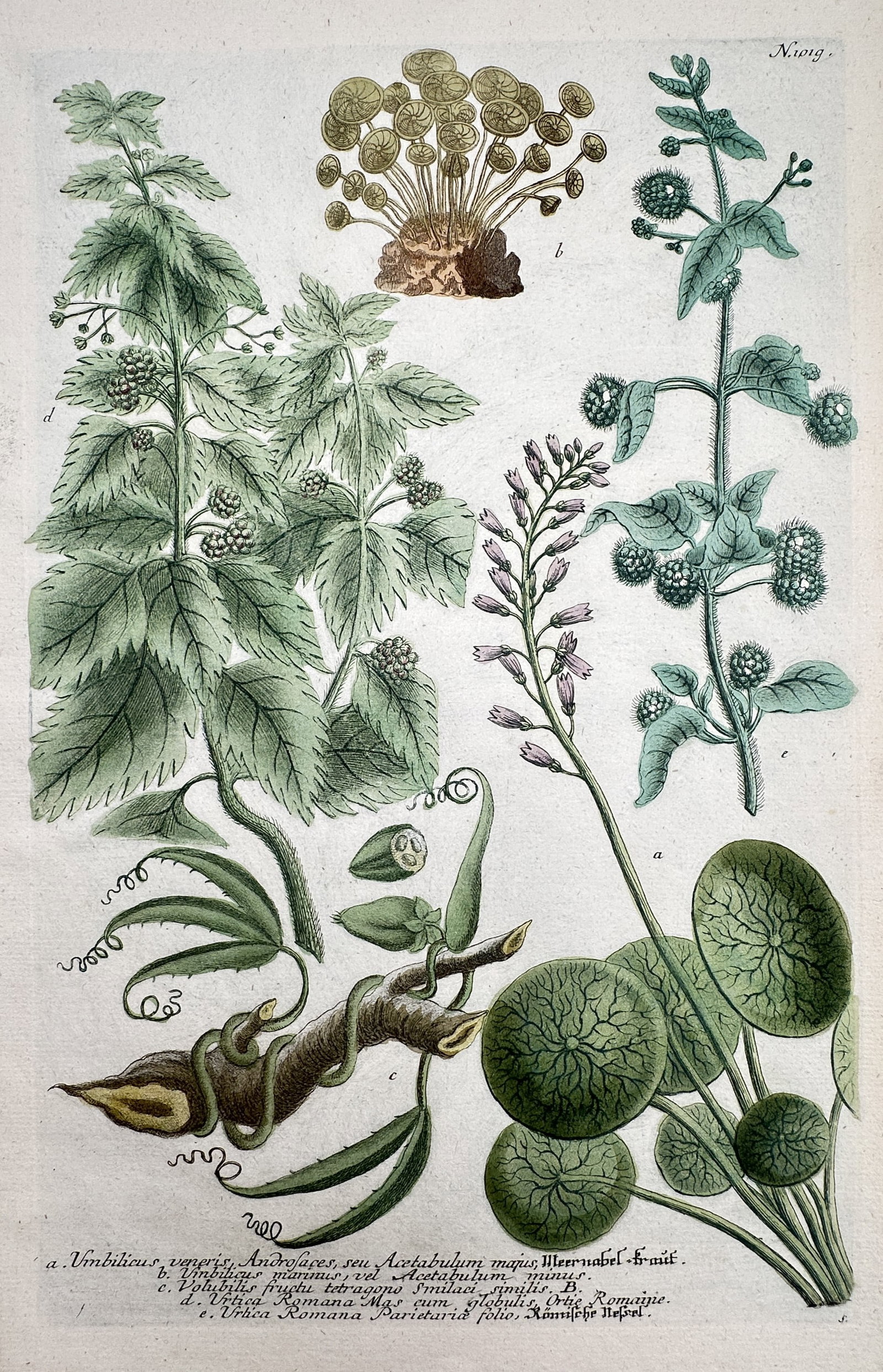 Johann Wilhelm Weinmann – View of Botanical Studies: Umbilicus and Urtica: "Umbilicus veneris... Urtica Romana" This work illustrates several plant species including Umbilicus veneris (navelwort) and Urtica romana (Roman nettle), presented with scientific detail of their lea
