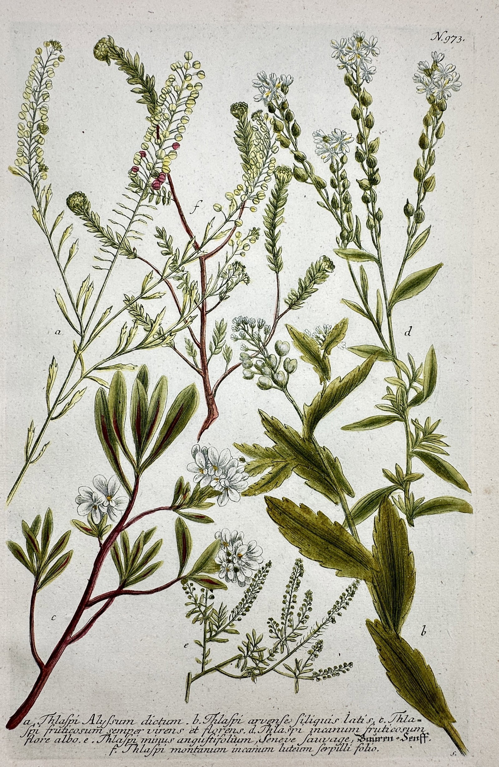 Johann Wilhelm Weinmann – View of Botanical Studies: Thlaspi – Hand-coloured etching (1 of 2)
